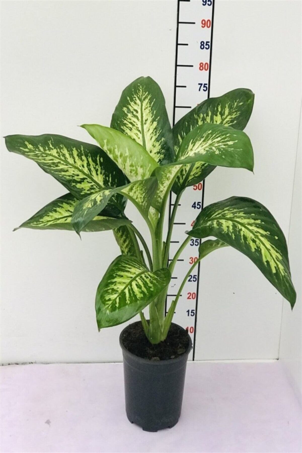 Dieffenbachia Camilla Bitkisi 60-80 Cm 1.kalite