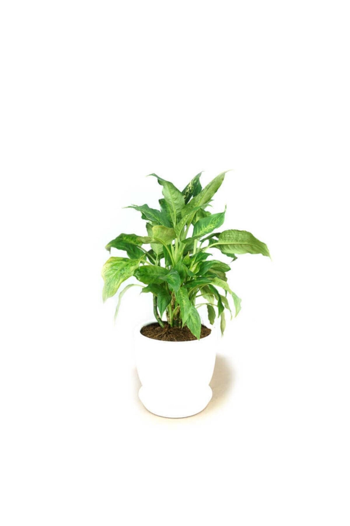 Dıeffenbachıa Camılla Compacta Terracota Saksılı
