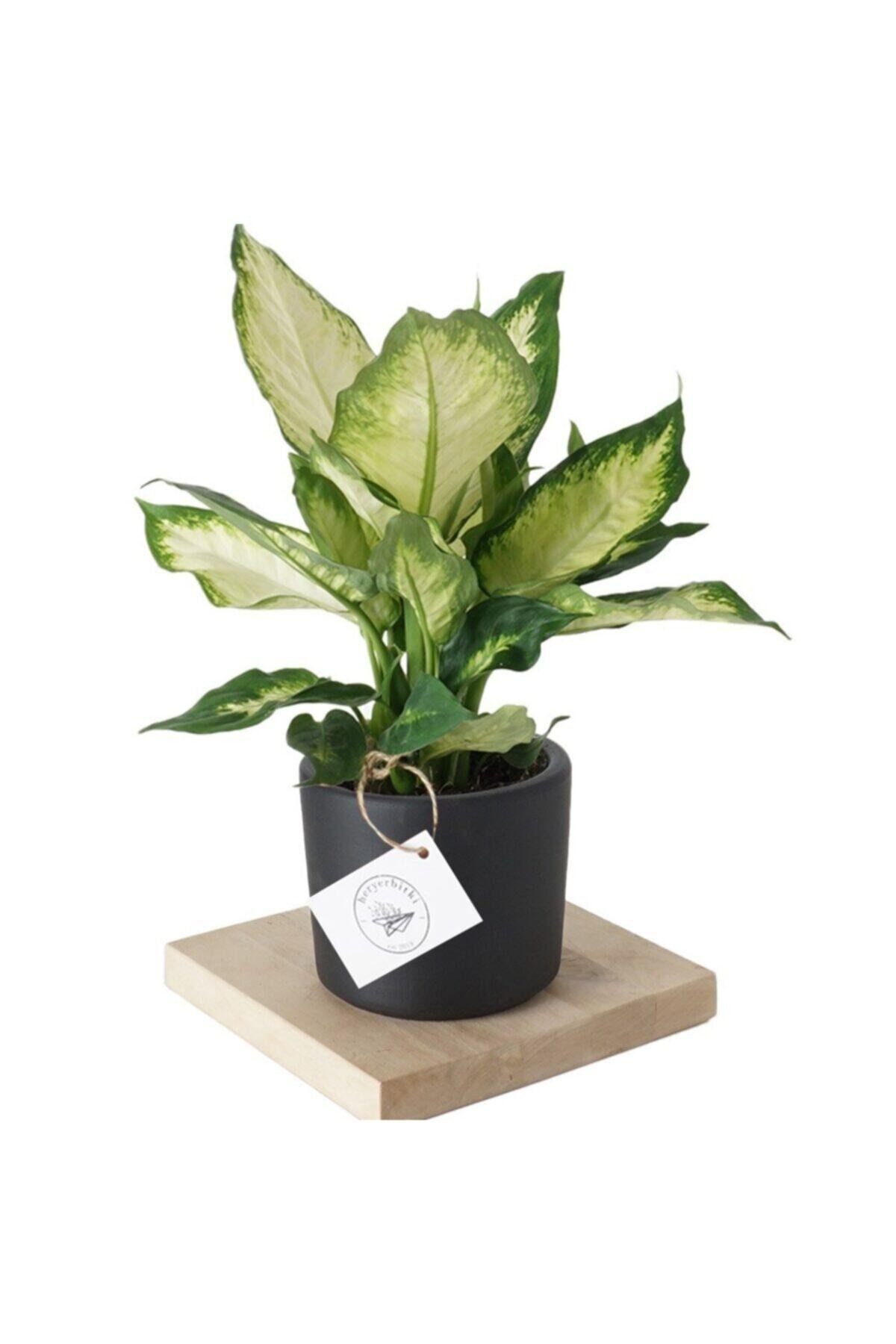 Dieffenbachia Camilla (difenbahya Bitkisi) Siyah Saksılı