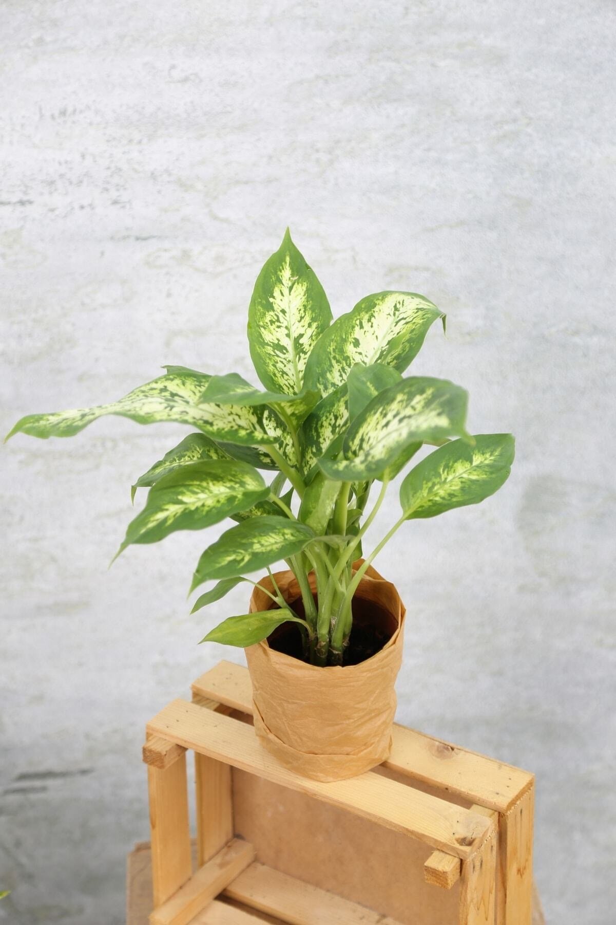 Dieffenbachia Camilla-difenbahya Iç Mekan Bitkisi