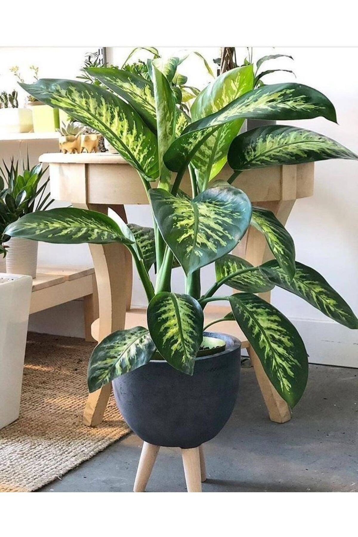 Dieffenbachia Tropik Snow- Difenbahya Canlı Salon Bitkisi 40-60 cm
