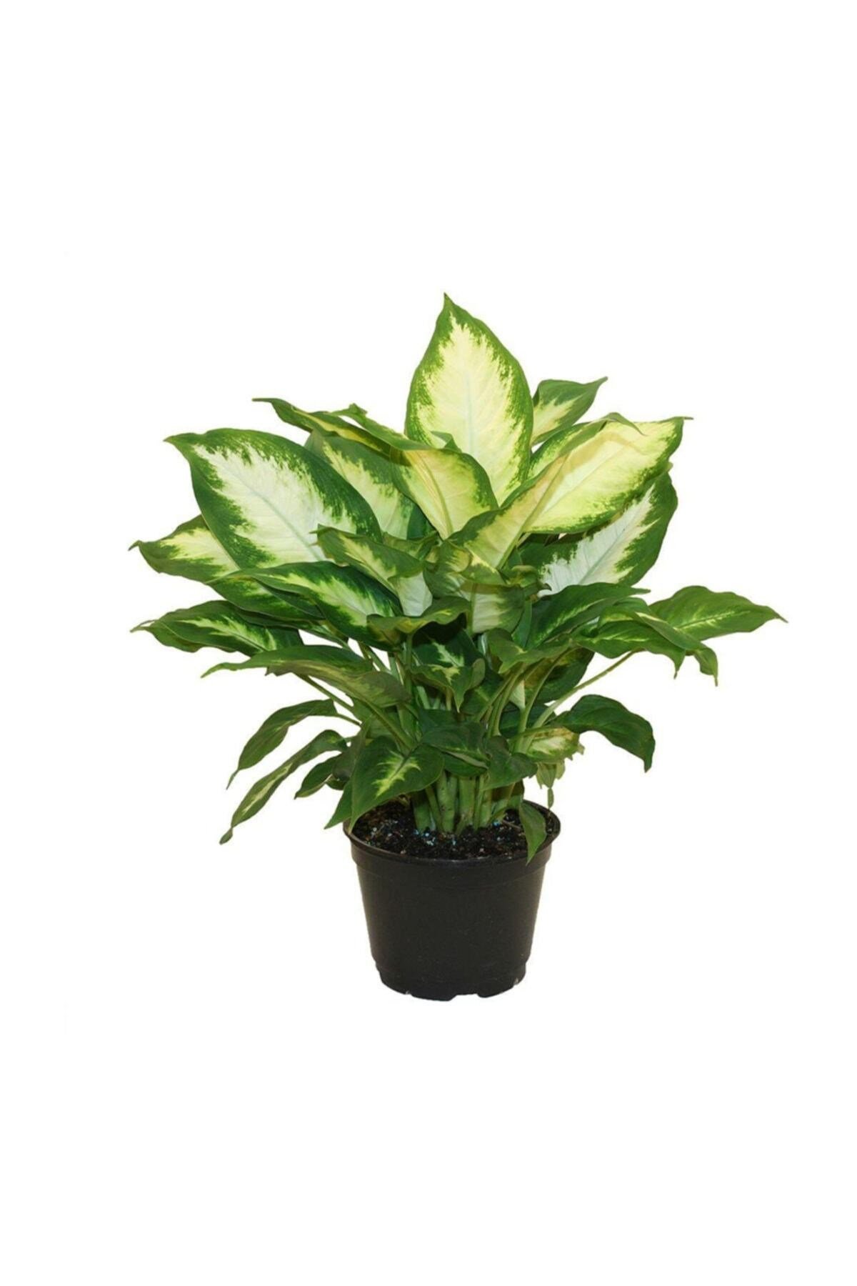 Difenbahya Camilla 25-50 cm