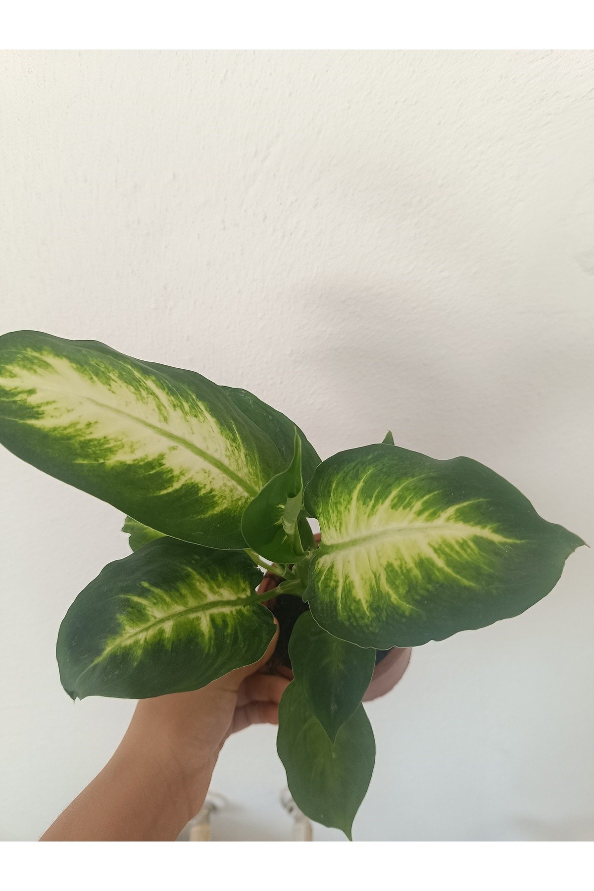 Difenbahya Camilla Çiçeği 35 -40 Cm