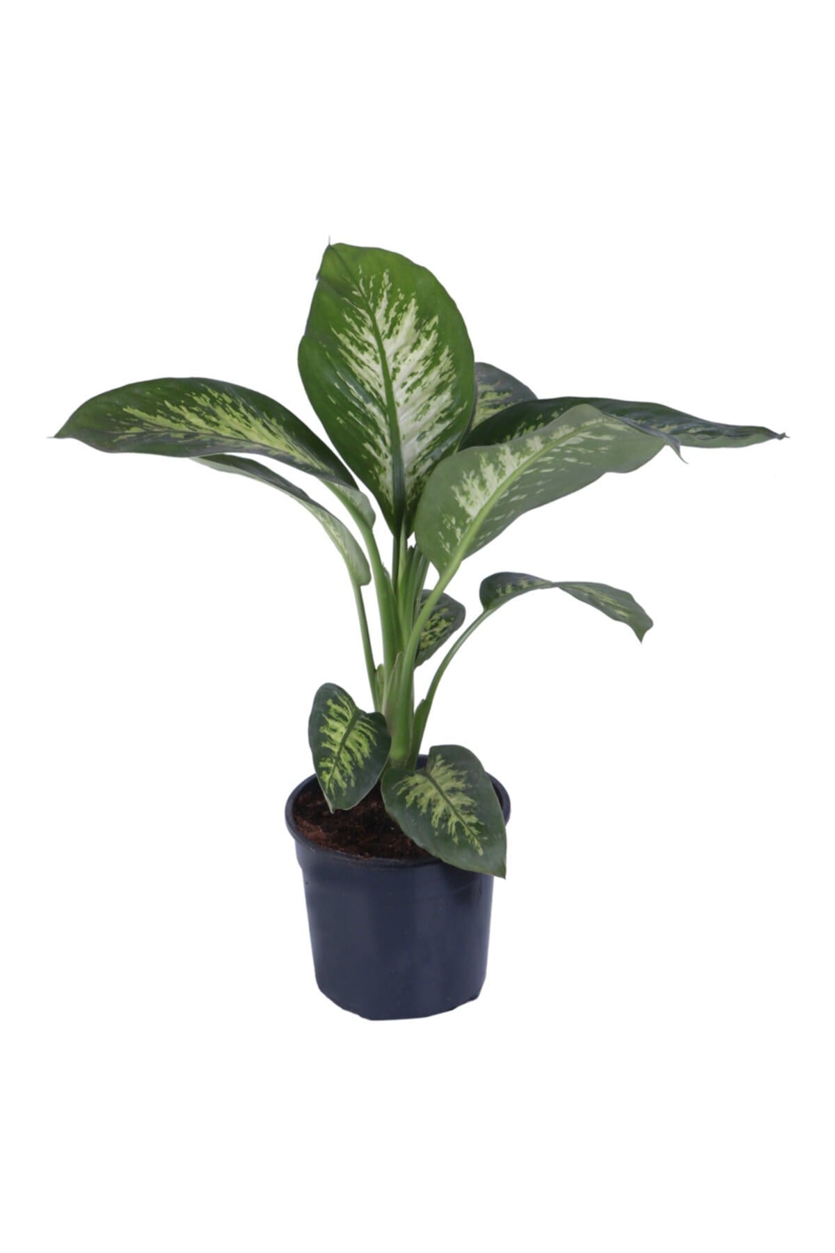 Difenbahya Saksıda  Dieffenbachia Tropic  Bitki Boyu 55 65 cm