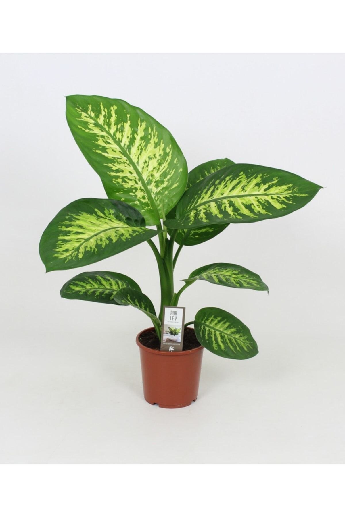Difenbahya Tropik Salon Bitkisi 30-50 cm