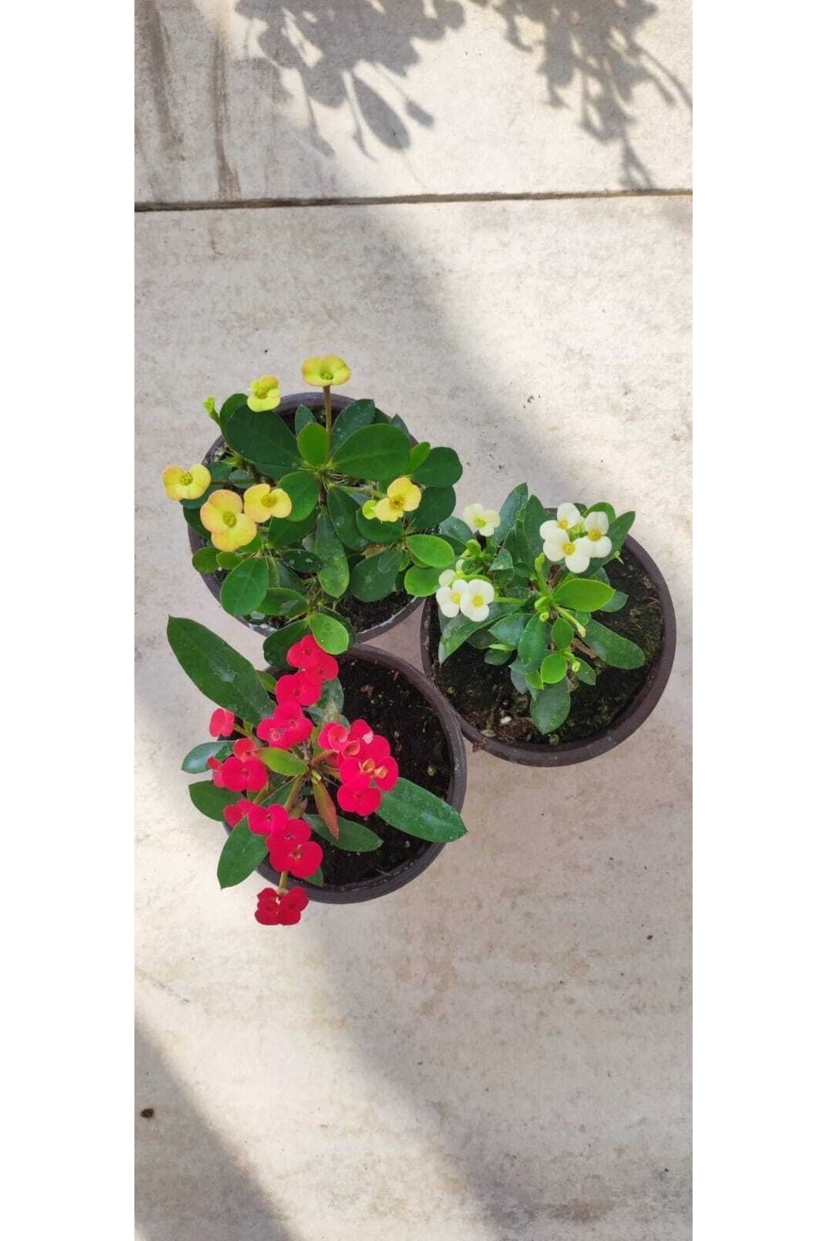 Dikenler Tacı Çiçeği Euphorbia Milli 3 Adet 10-20 cm
