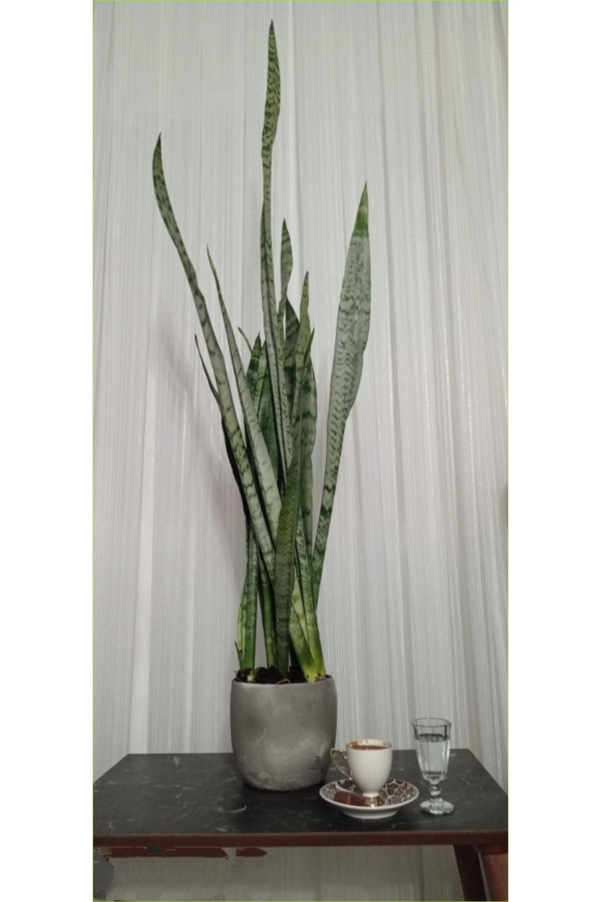 Doğal Dekoratif Saksıda Paşa Kılıcı 80-100 Cm