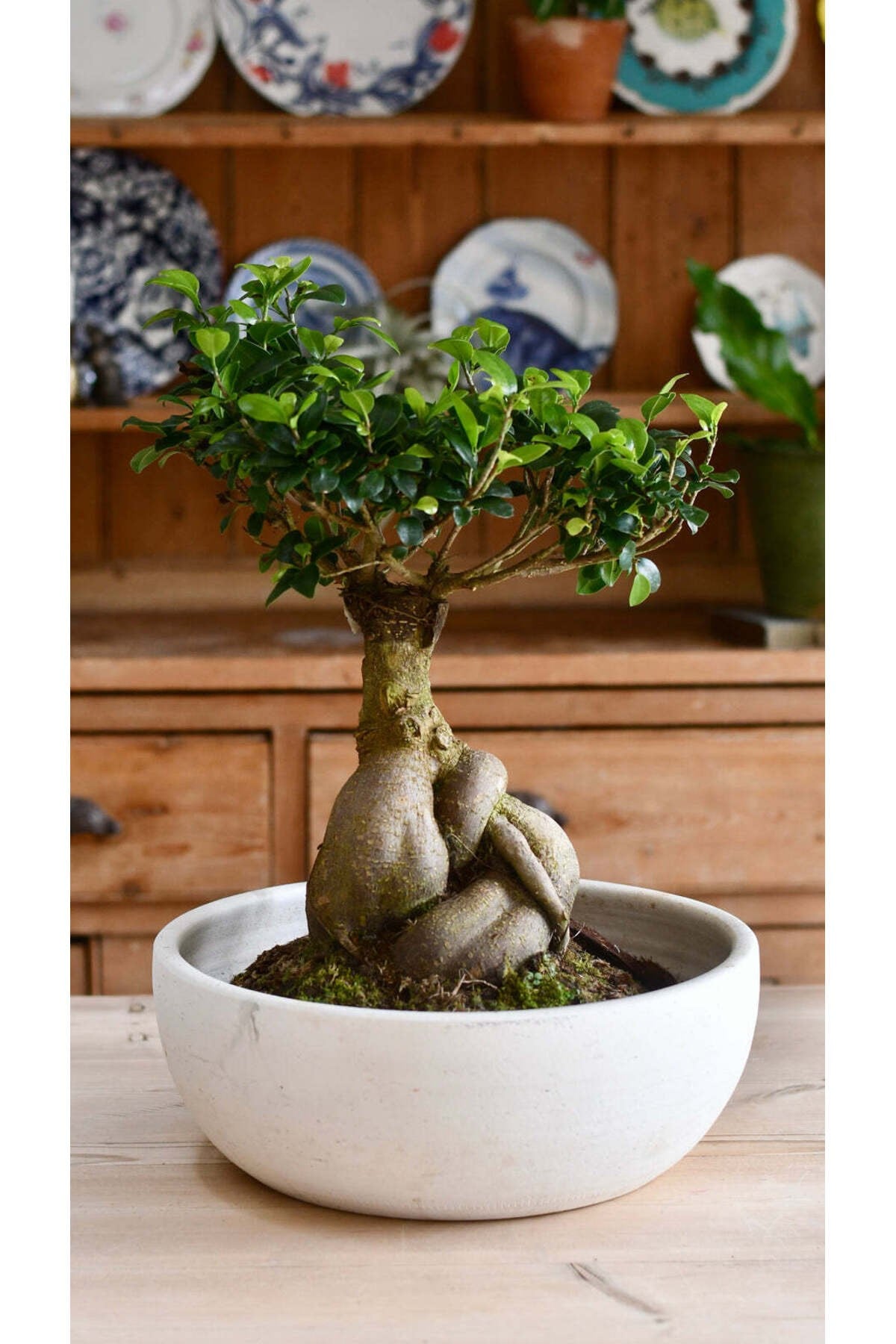 Doğanın Sanatı: Ficus Ginseng Bonsai - Seramik Saksıda