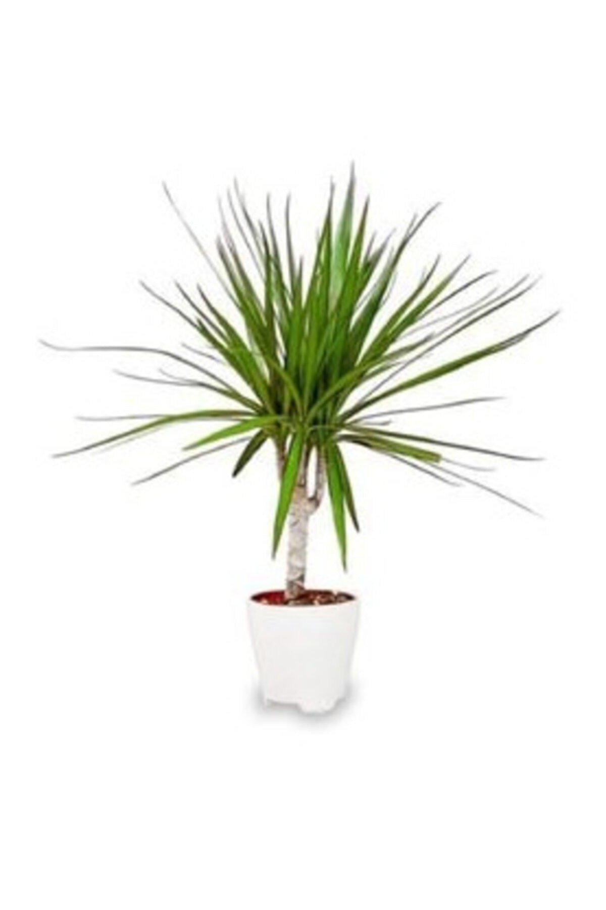 Donmez Çiçek Marginata Dracaena Tek Gövde Ev Bitkisi Salon Ofis Bitkisi 30 cm