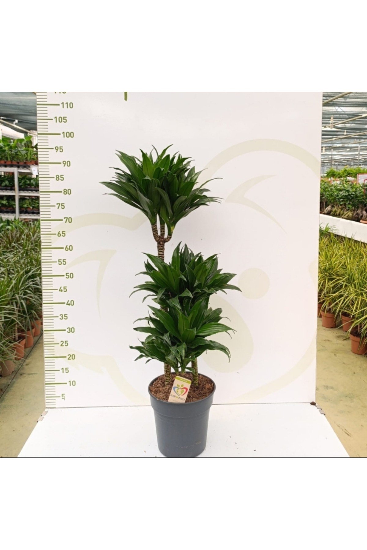DRACAENA ARTURO 3 PP 3 köklü gövdeli