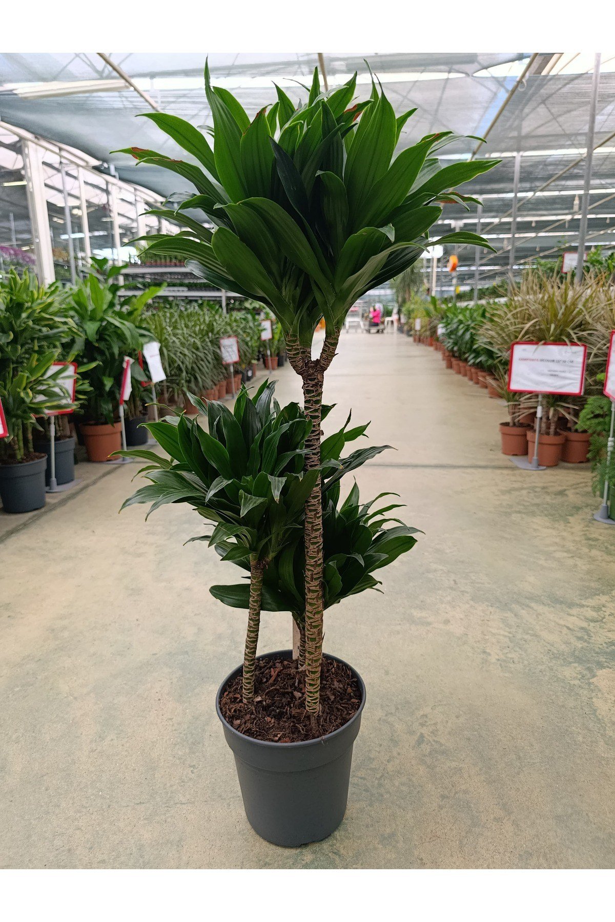 Dracaena Compacta 3 Köklü Ve Gövdeli Bitki