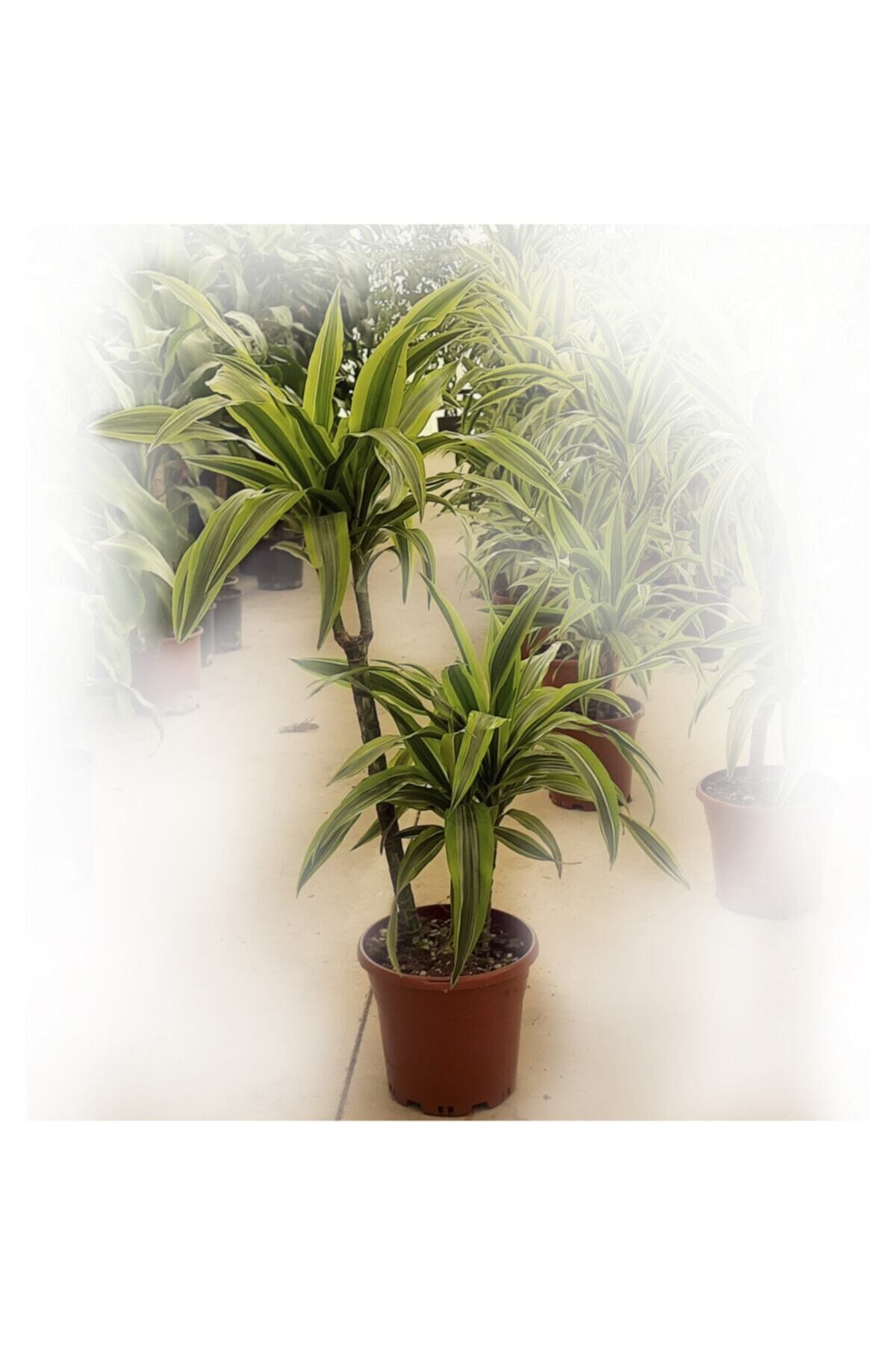 Dracaena Lemon Lime | 2 Gövdeli 60/80 Cm | Ev Ve Dekorasyon Bitkisi