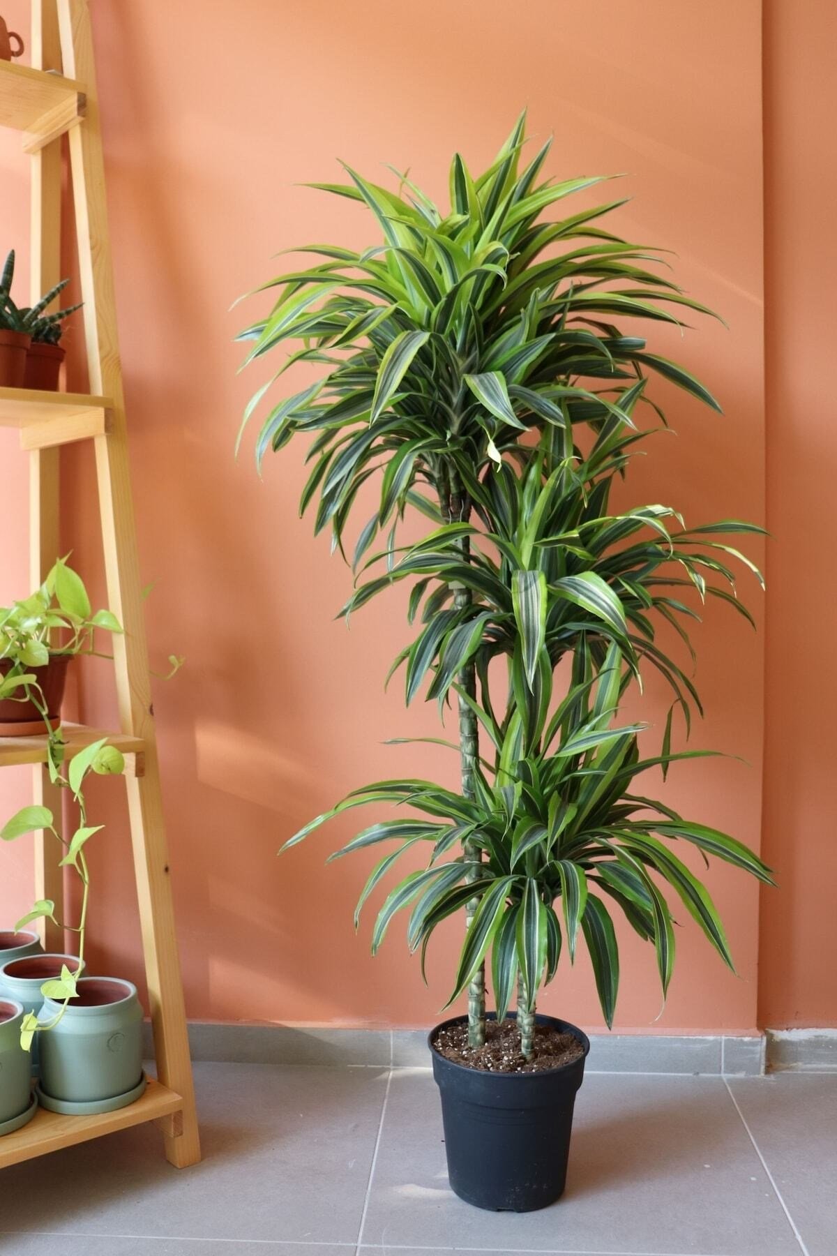 Dracaena Lemon Lime / 3 Köklü Ithal