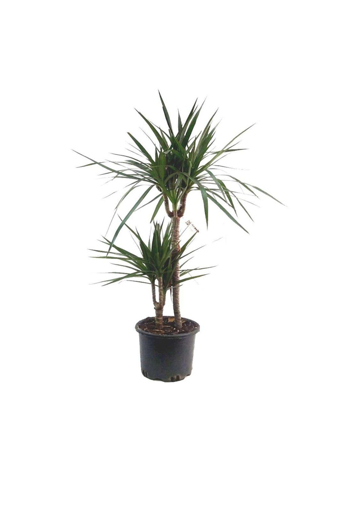 Dracaena Marginata (19 Cm Saksıda)