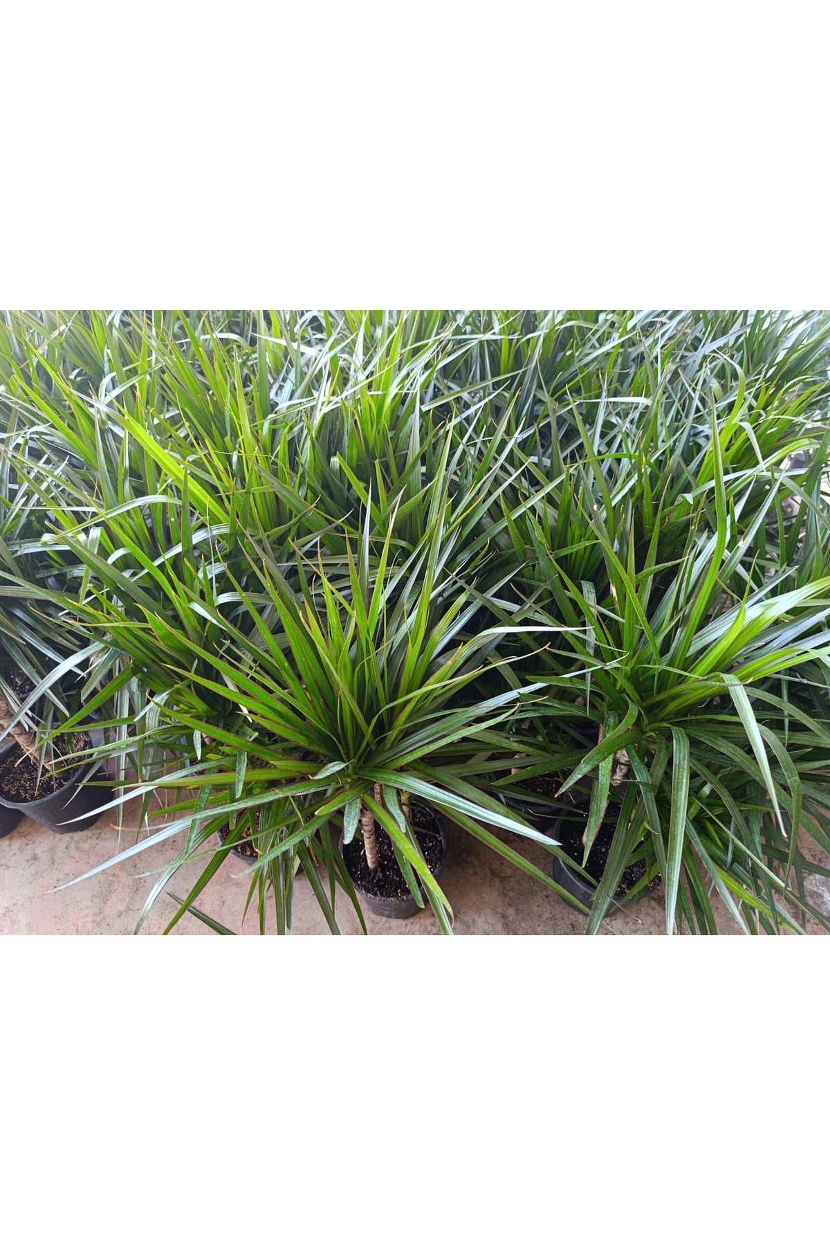 Dracaena Marginata 2 Gövdeli 90-120 cm