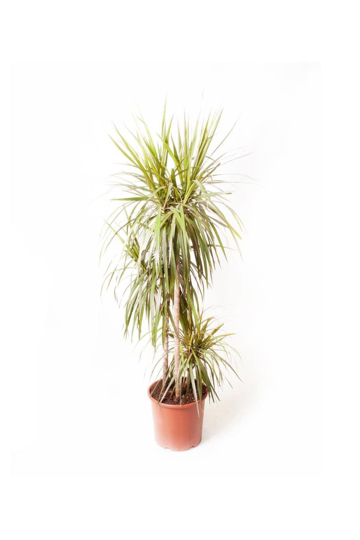 Dracaena Marginata 3 Gövde (yerli) 24cm Ø H:130