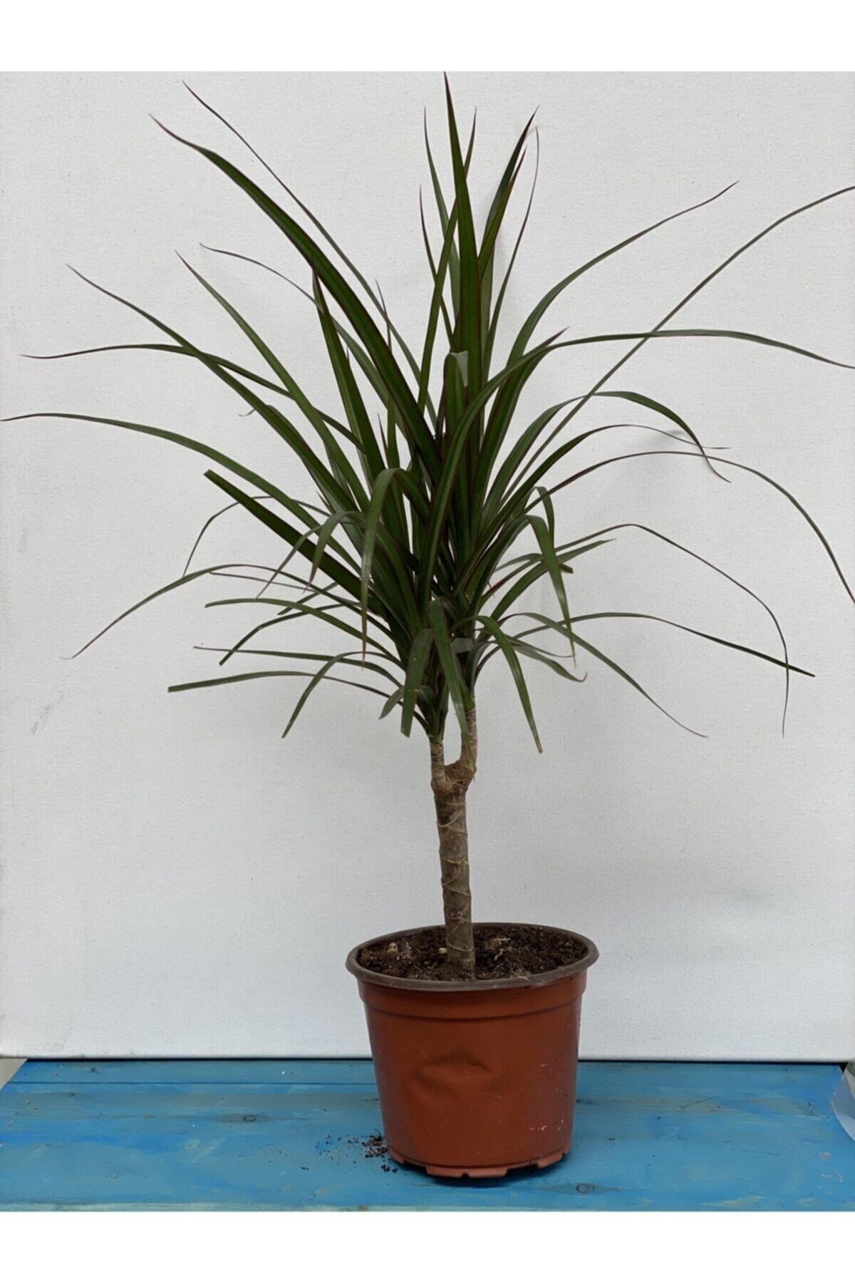 Dracaena Marginata 50-60 cm