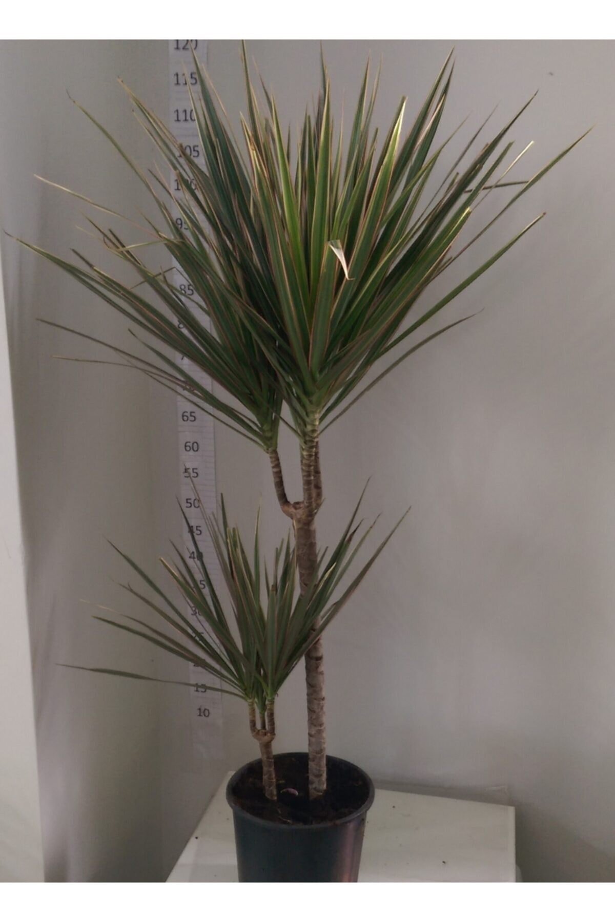 Dracaena Marginata Bicolar Iki’li 15-45cm