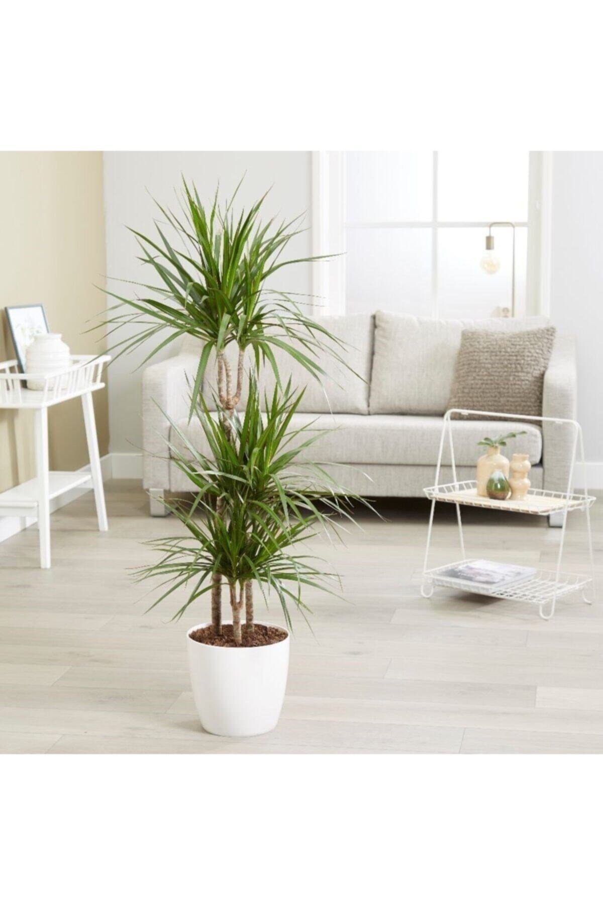 Dracaena Marginata Bitkisi 2li
