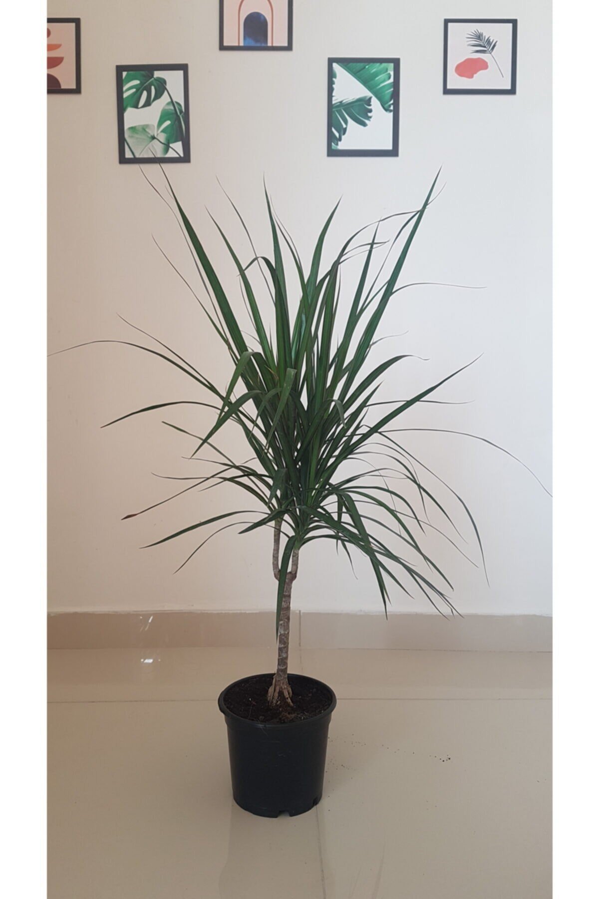 Dracaena Marginata Canlı Çiçek