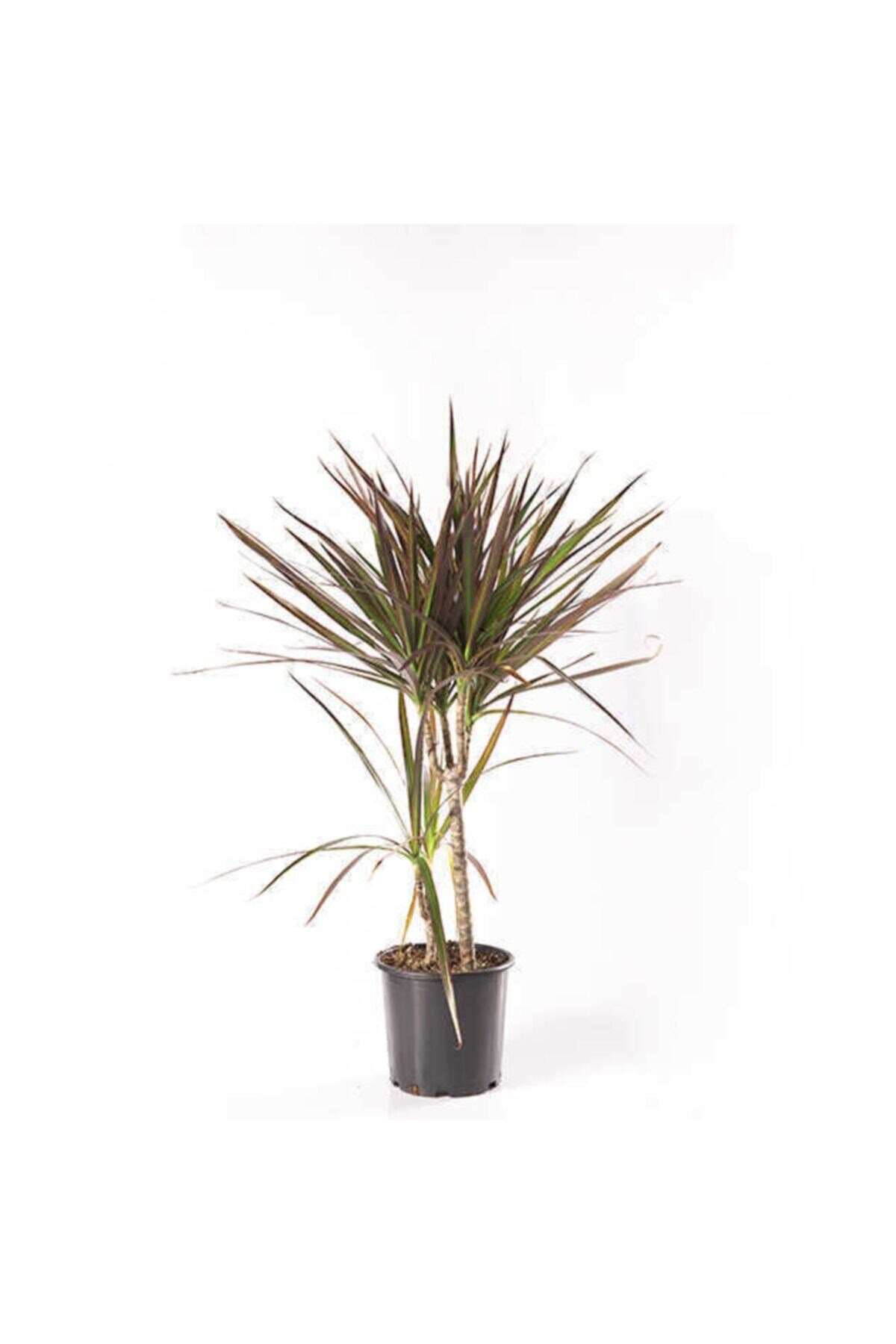 Dracaena Margınata Çift Kök