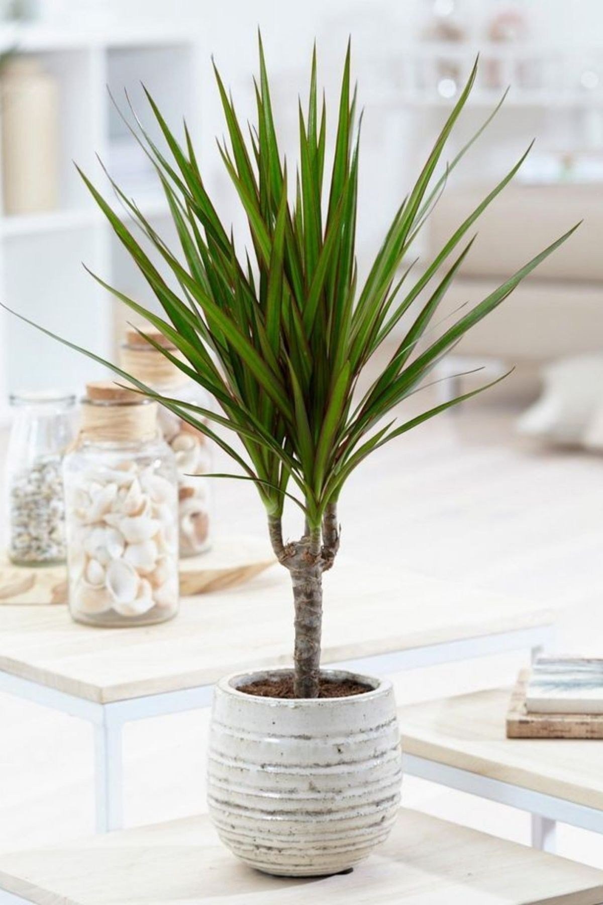 Dracaena Marginata - Dekoratif Saksılı Madagaskar Dragon Ağacı Canlı Salon Bitkisi - 50-60 cm