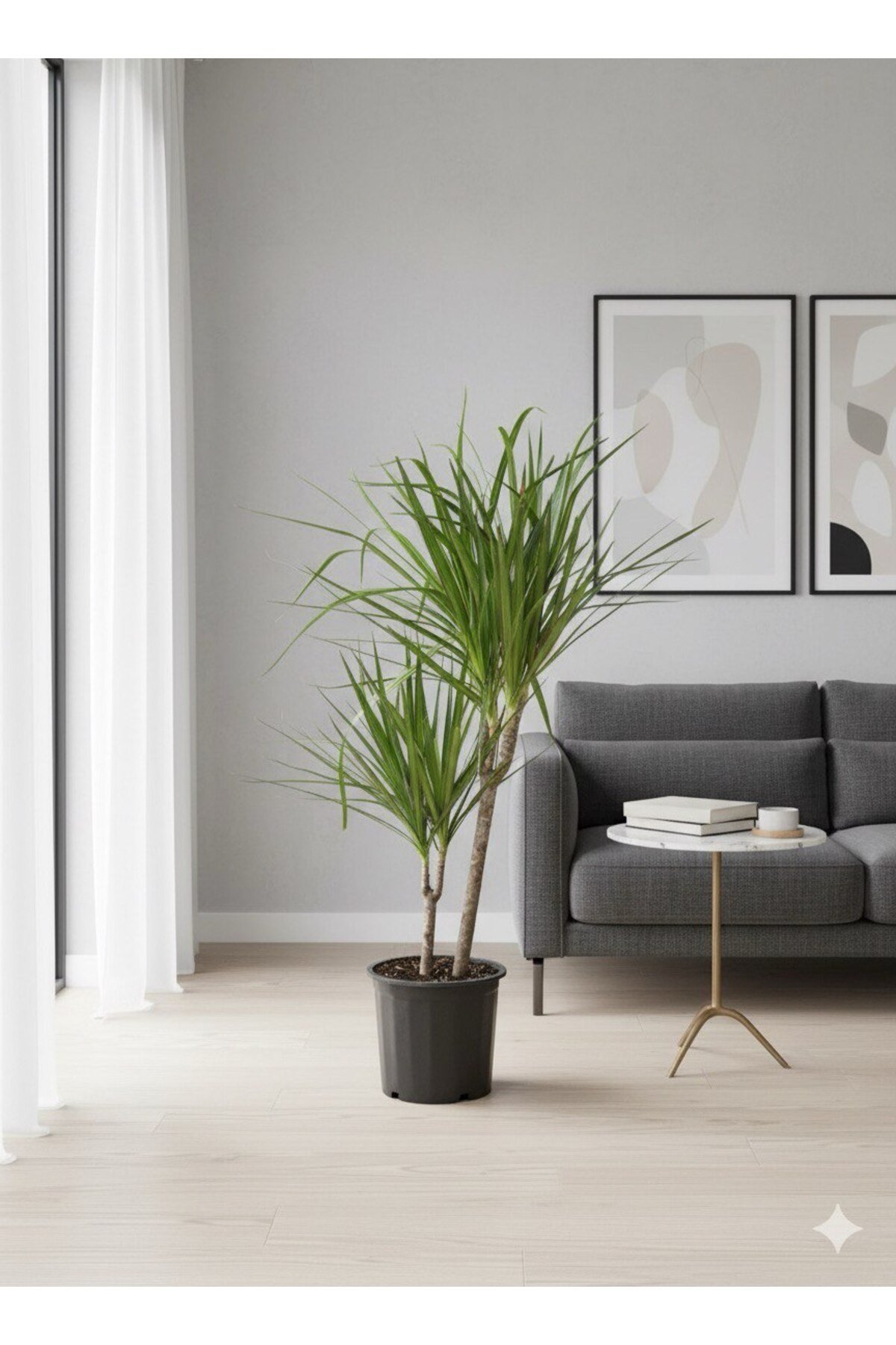 Dracaena Marginata Ejder Ağacı - Madagaskar Dragon Ağacı Çift Gövde 110 cm