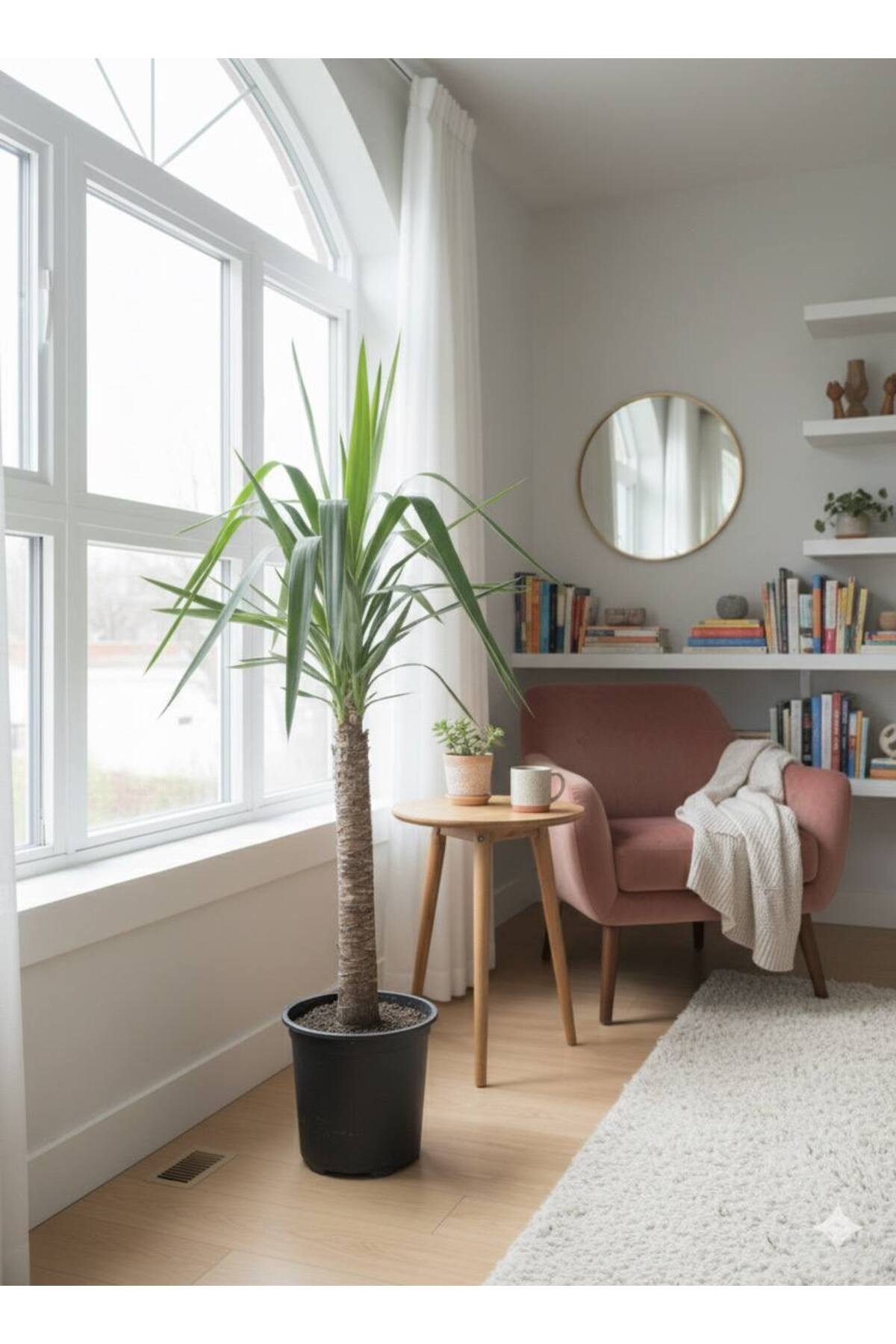 Dracaena Marginata Ejder Ağacı - Madagaskar Dragon Ağacı Tek Gövde 110 cm