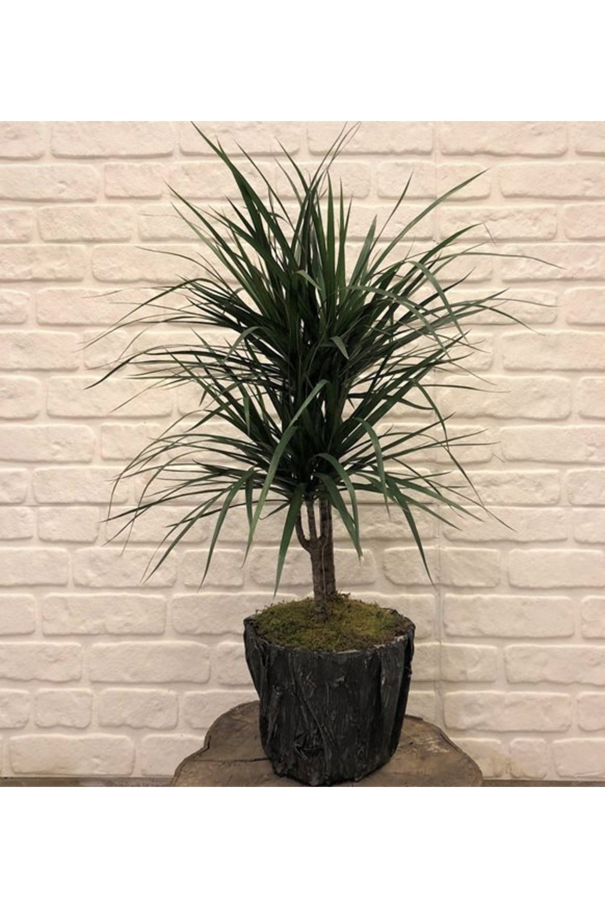 Dracaena Marginata Macenta