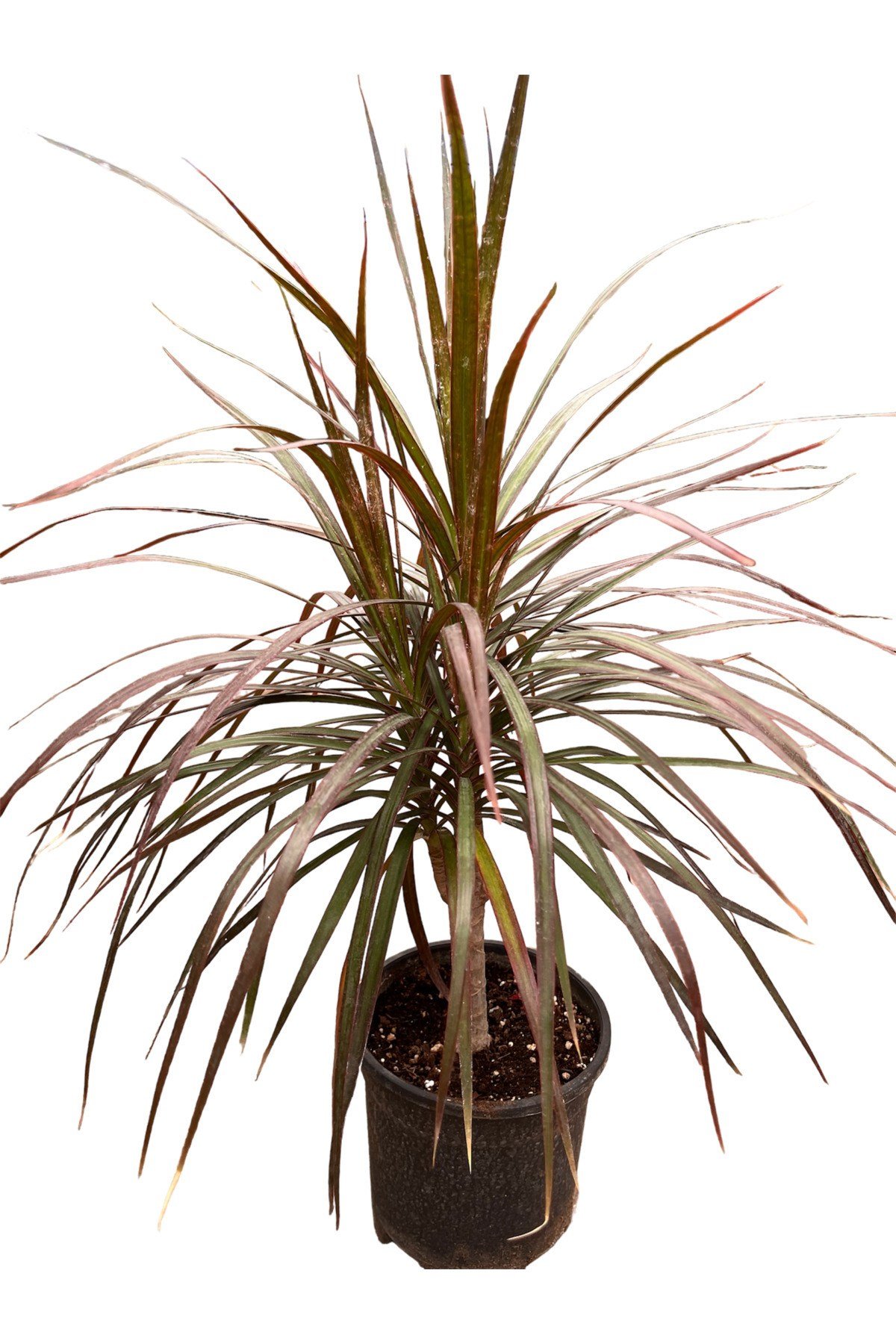 dracaena marginata magenta tekli 15cm
