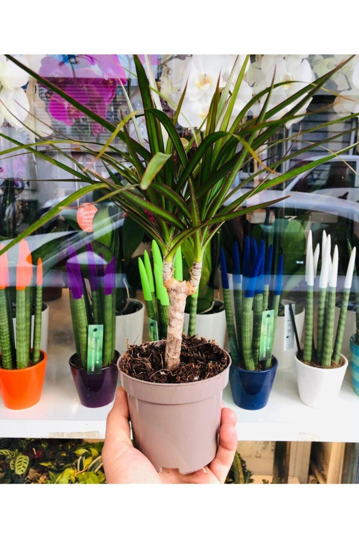 Dracaena Marginata Odun Gövde Üstü Renkli Yaprak Ev Bitkisi