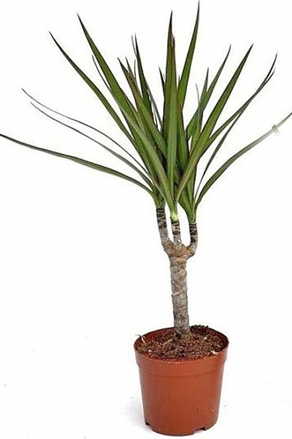 Dracaena Marginata Tek Gövdeli 50 - 60 Cm