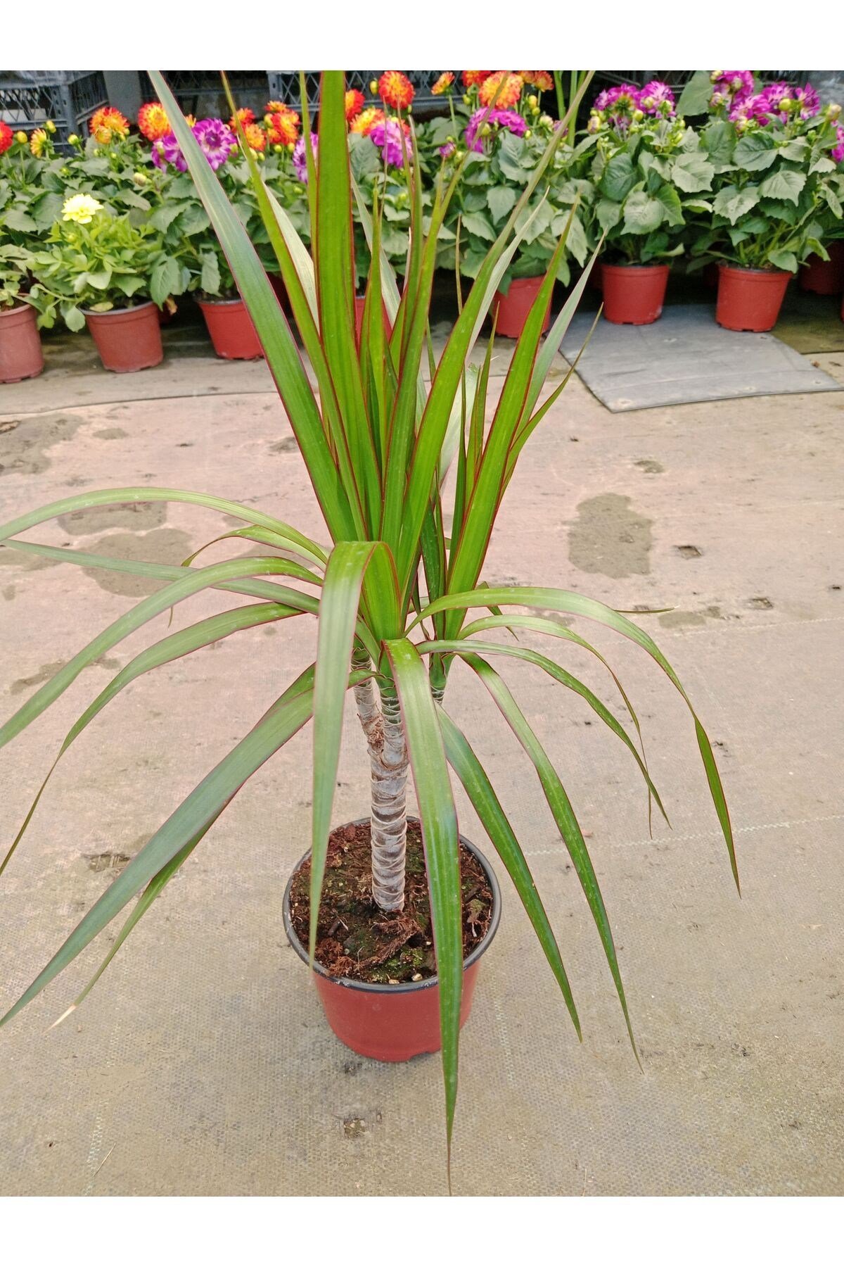 Dracaena Marginata Tekli Ev Salon Ofis Bitkisi 30- 40 cm