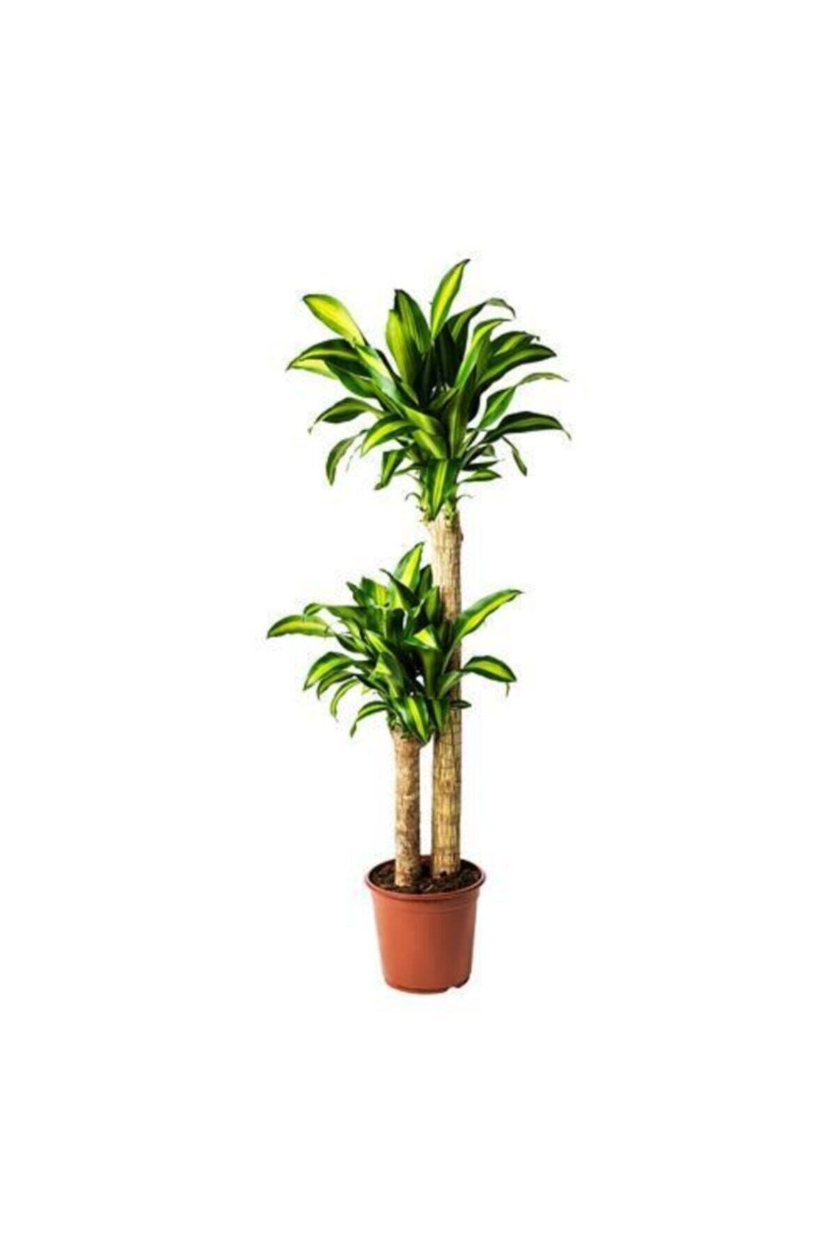 Dracaena Massengena 120 -140cm - 2 Gövdeli