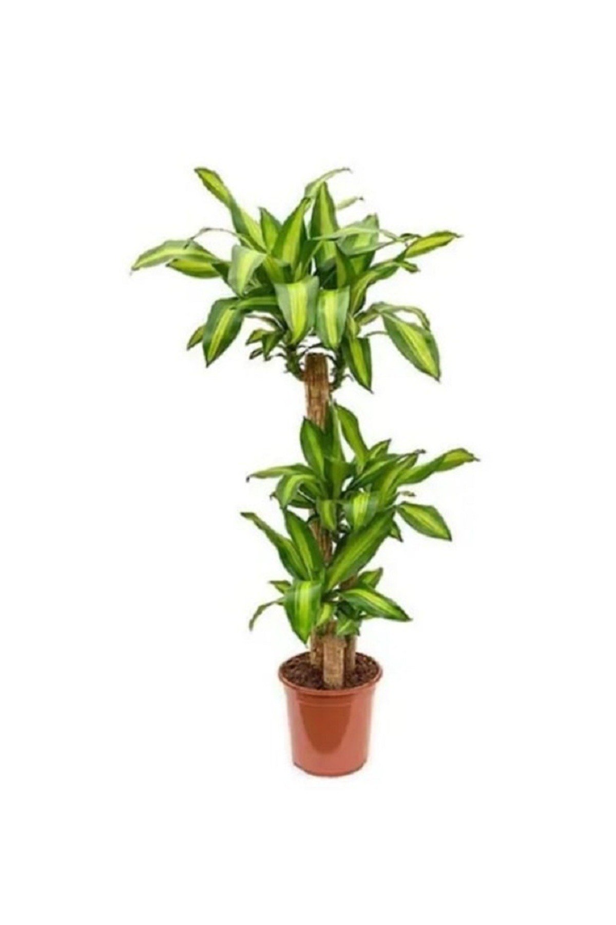 Dracaena Massengena 3'Lü Saksı Bitkisi Salon Bitkisi