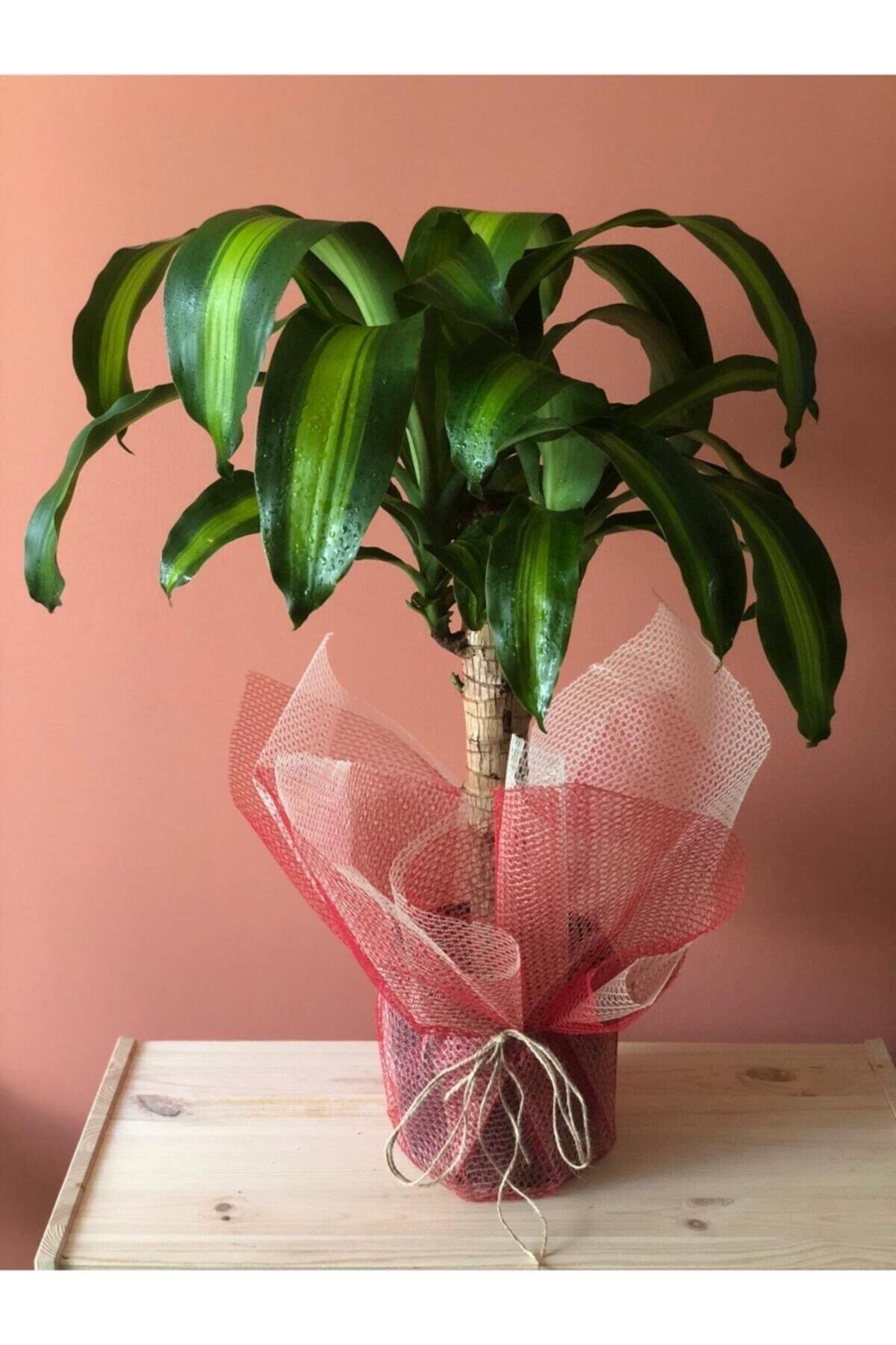 Dracaena Massengena 70-90 Cm Tek Gövdeli
