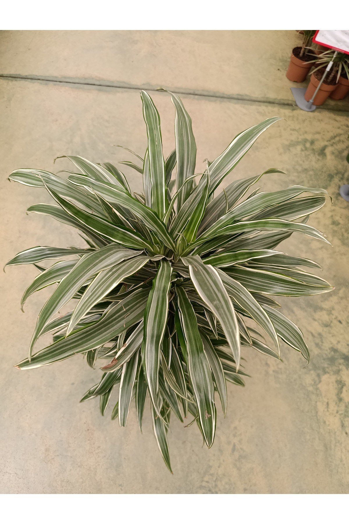 Dracaena Warnecki 8-10 Köklü Bitki