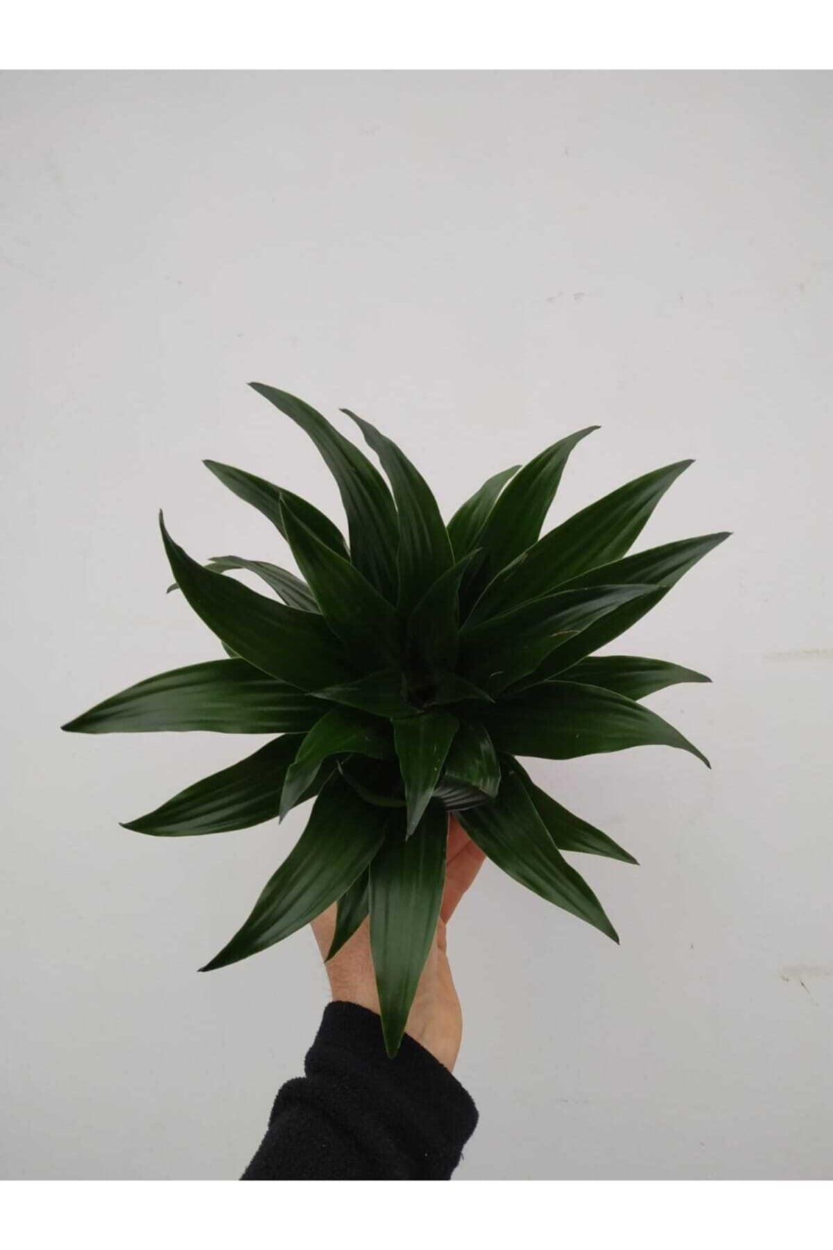 Dracana Compacta