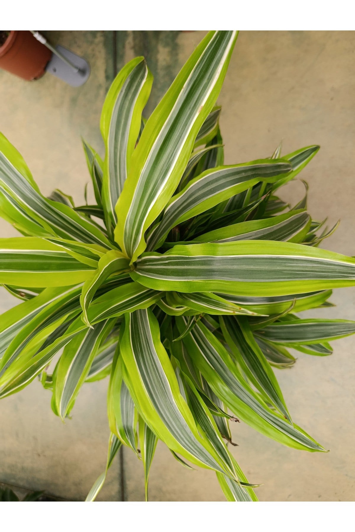Dracena Lemon Lime - Alacalı Drasenya Bitkisi