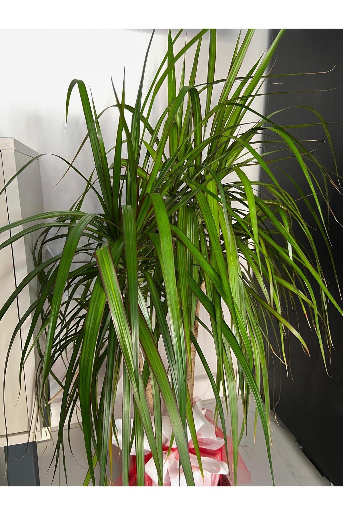 Dracena Marginata