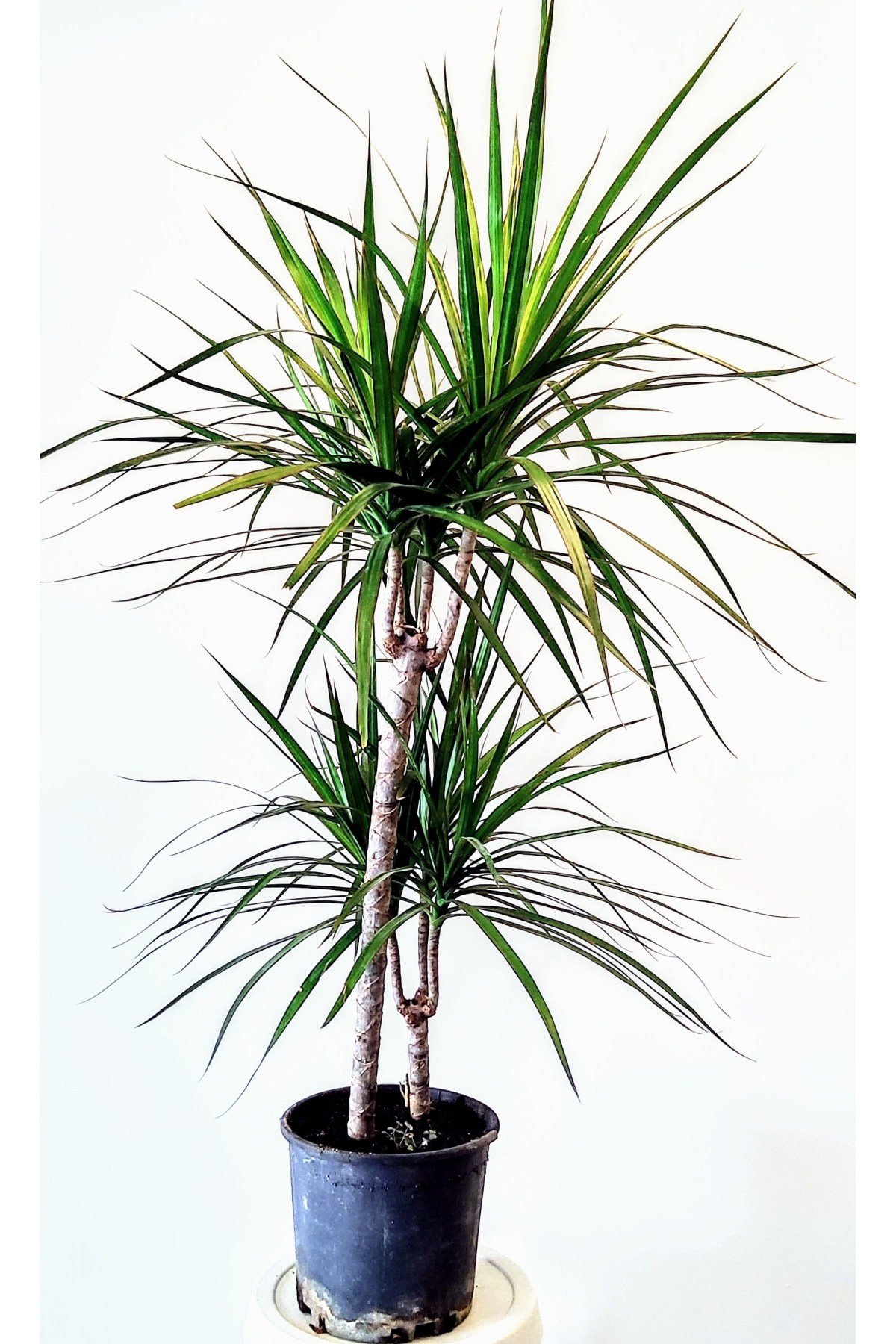 Dracena Marginata 2'li