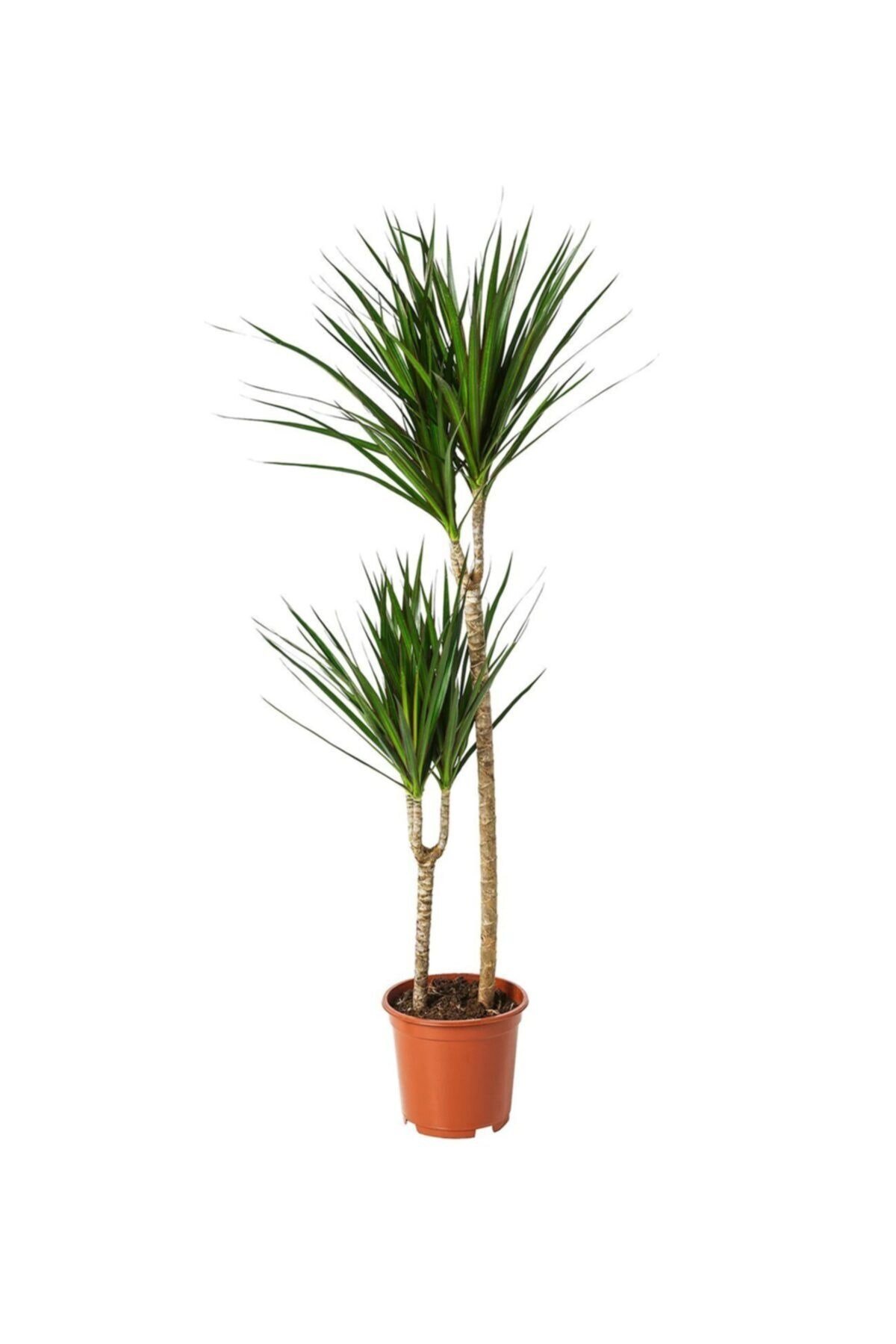 Dracena Marginata 2'li 100cm Ø