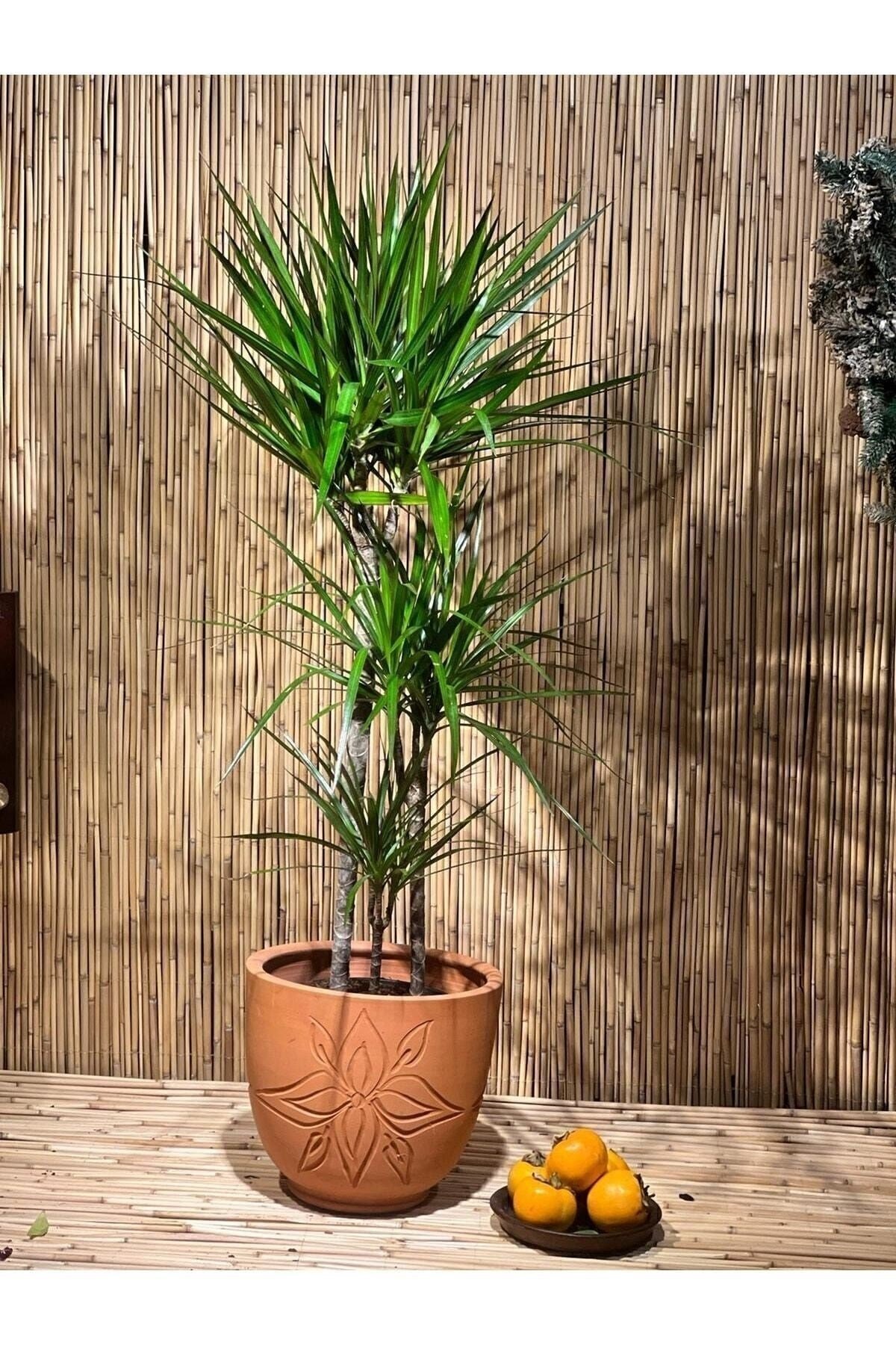 Dracena Marginata 3 Gövdeli 100 Cm Salon, Ev, Ofis Bitkisi