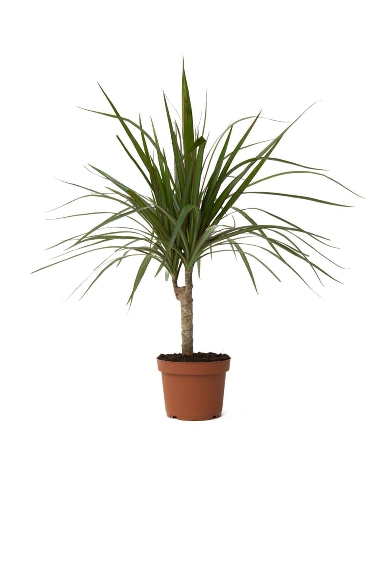 Dracena Marginata Bitkisi - Madagaskar Dragon Ağacı 50-60 cm