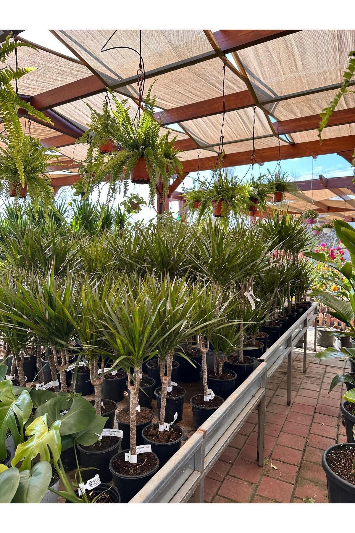 DRASENA MARGINATA TEKLİ 30cm