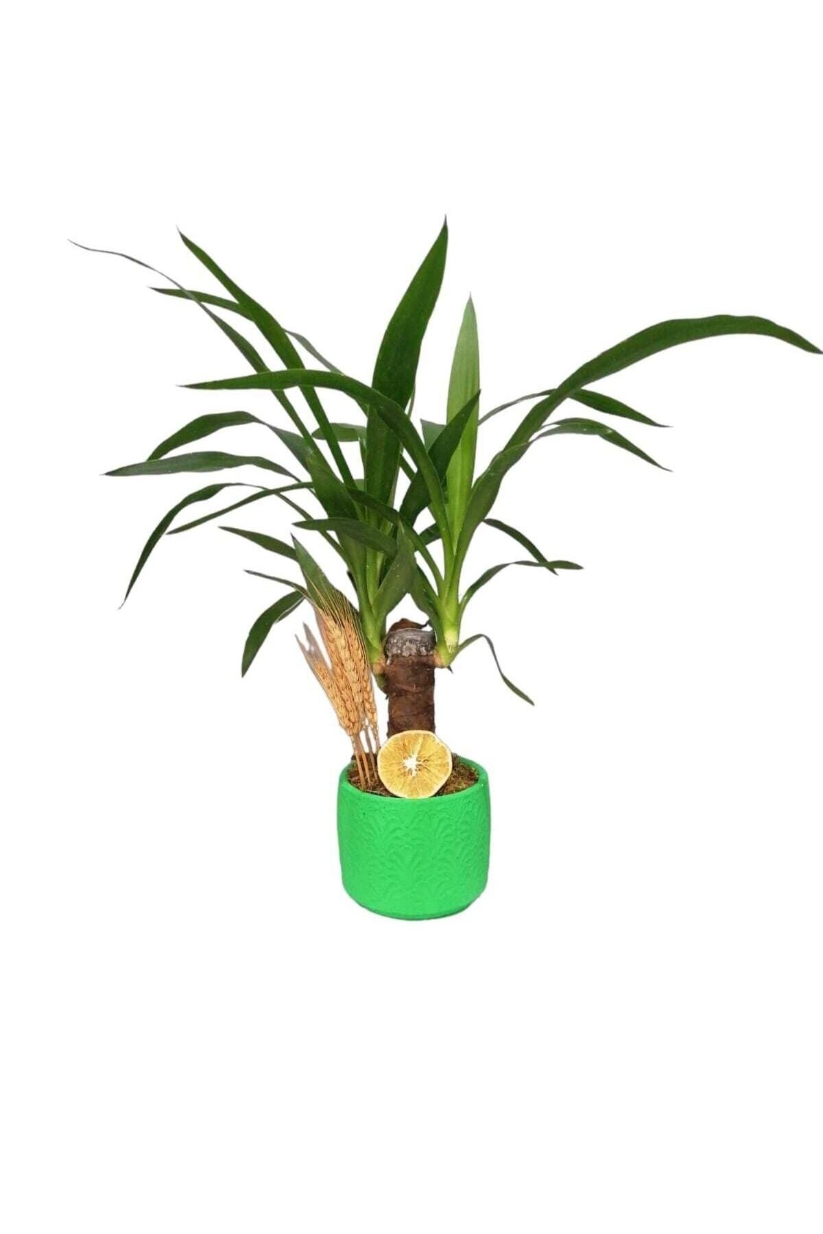 Drecena Yucca Bitkisi Tek Gövdeli Renkli Dekoratif Saksılı