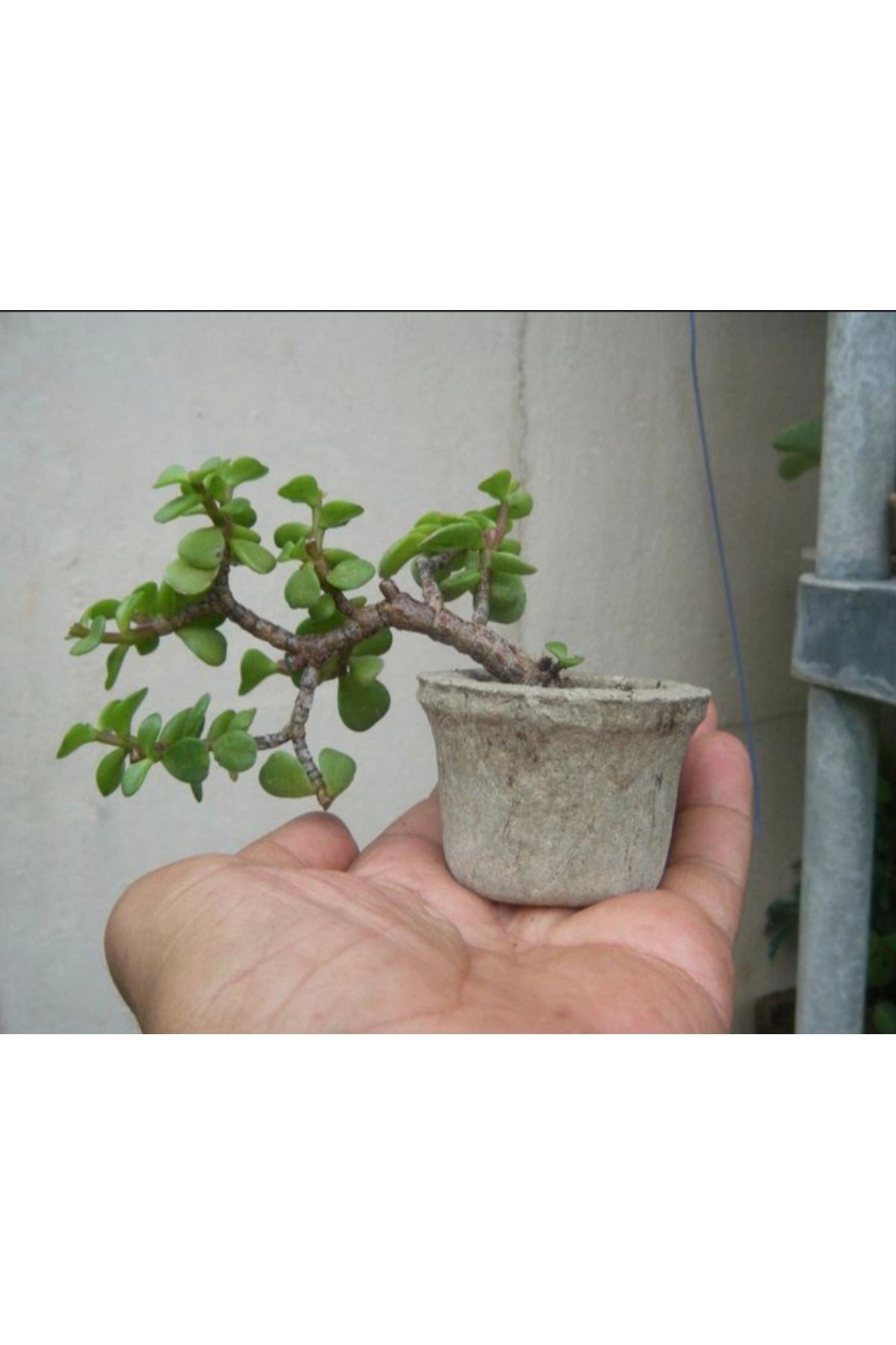 El yapımı Taş Saksıda Bonsai ara Çiçeği Afra Yeşim Ağacı 012