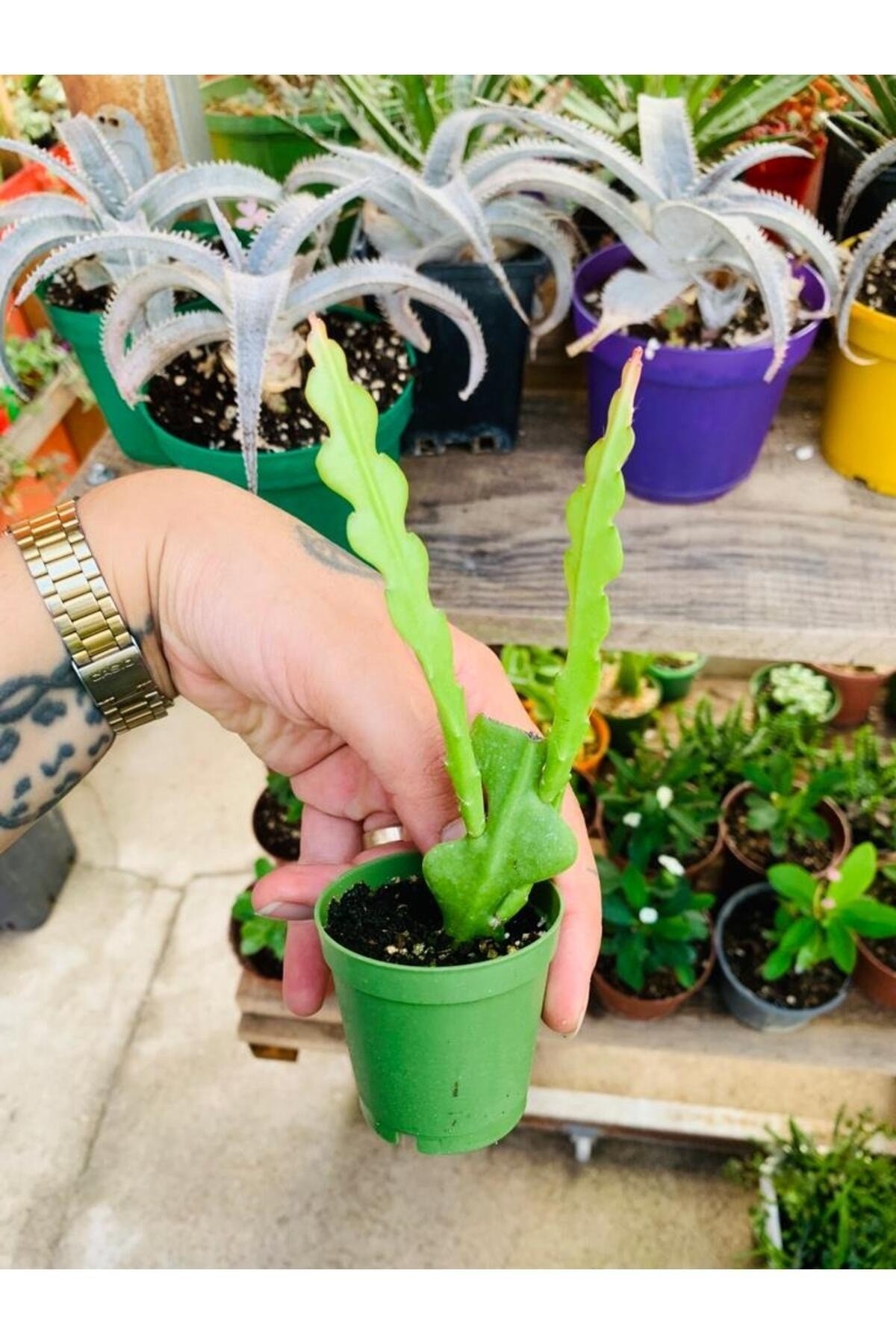 Epiphyllum Anguliger atlas zıgzag