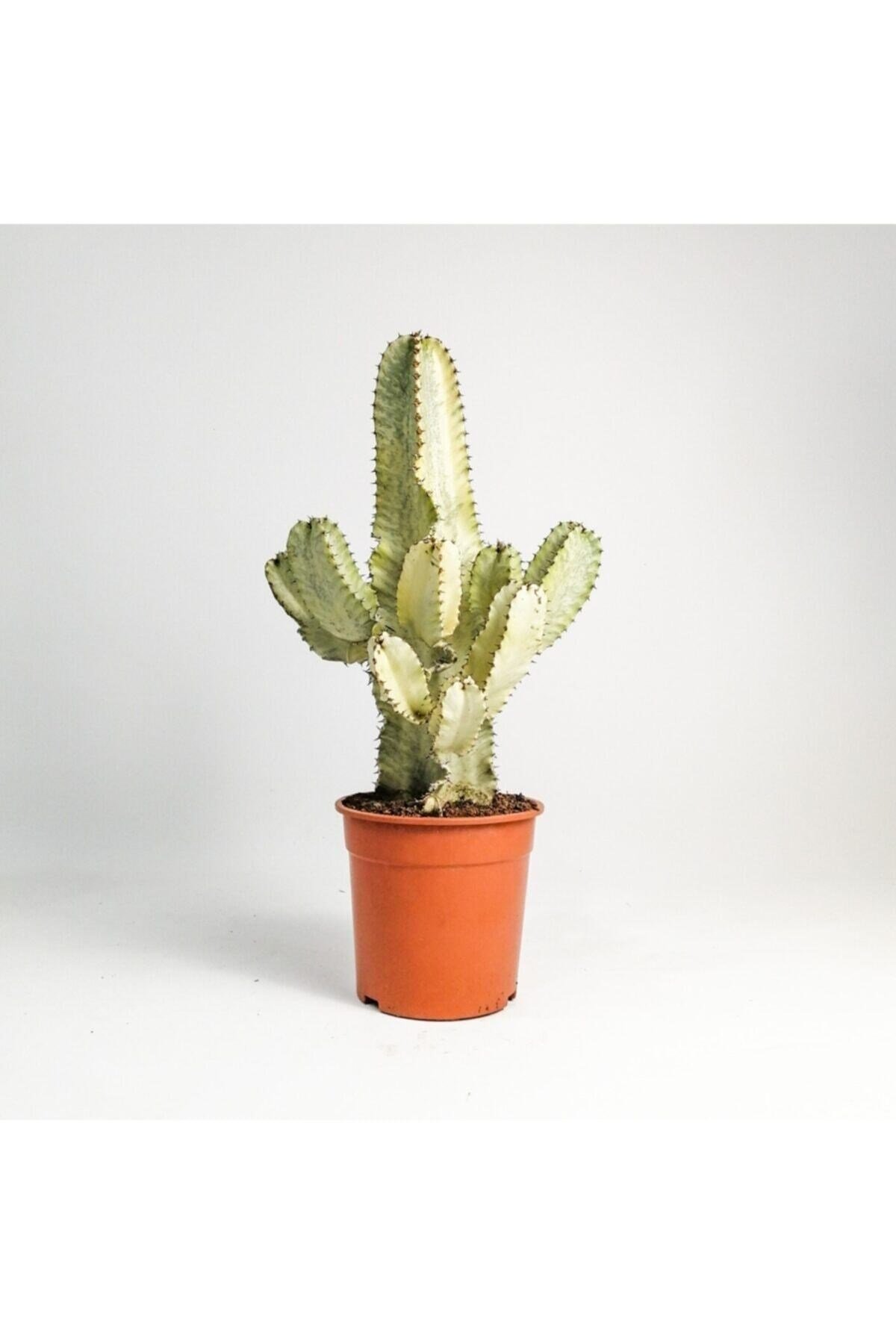 Euphorbia Ingens Variegata Marmorata Kaktüs 50-60cm