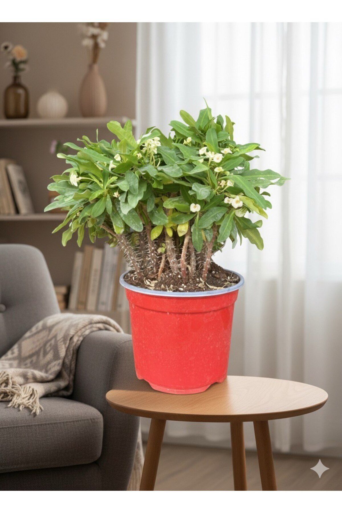 Euphorbia milii Dikenler Tacı Sarı (Crown of Thorns)